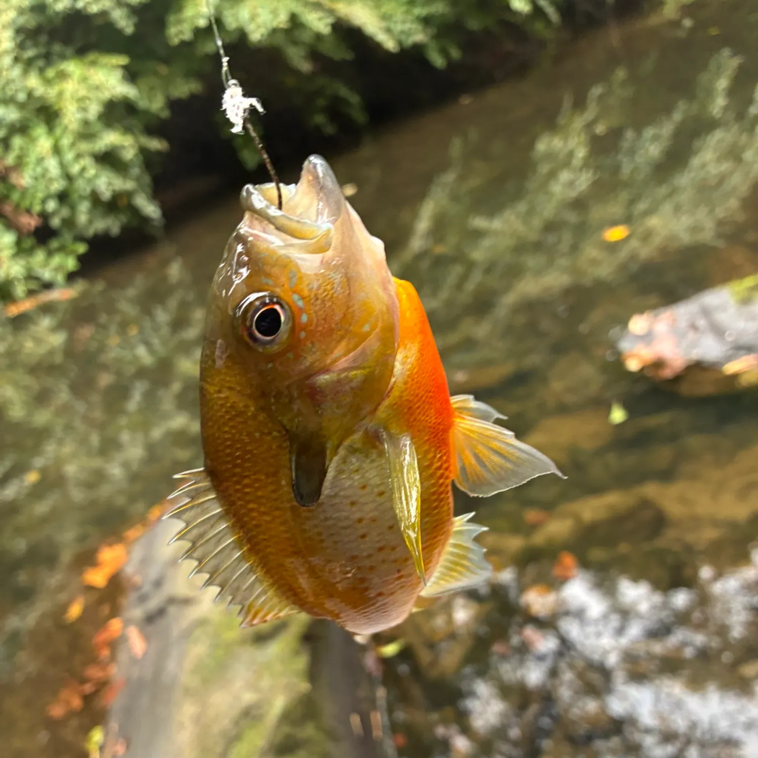 Redbreast sunfish caught on Fishbrain