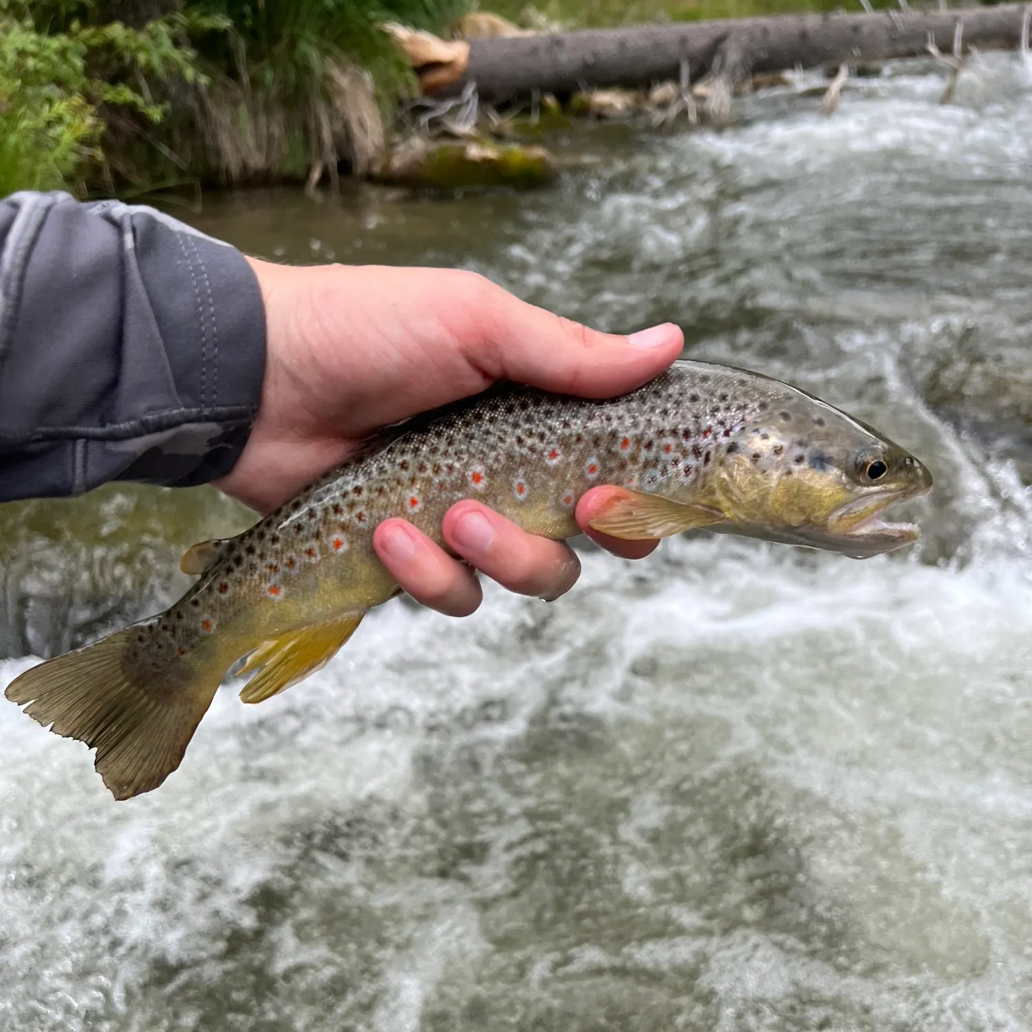 Brown trout caught on Fishbrain
