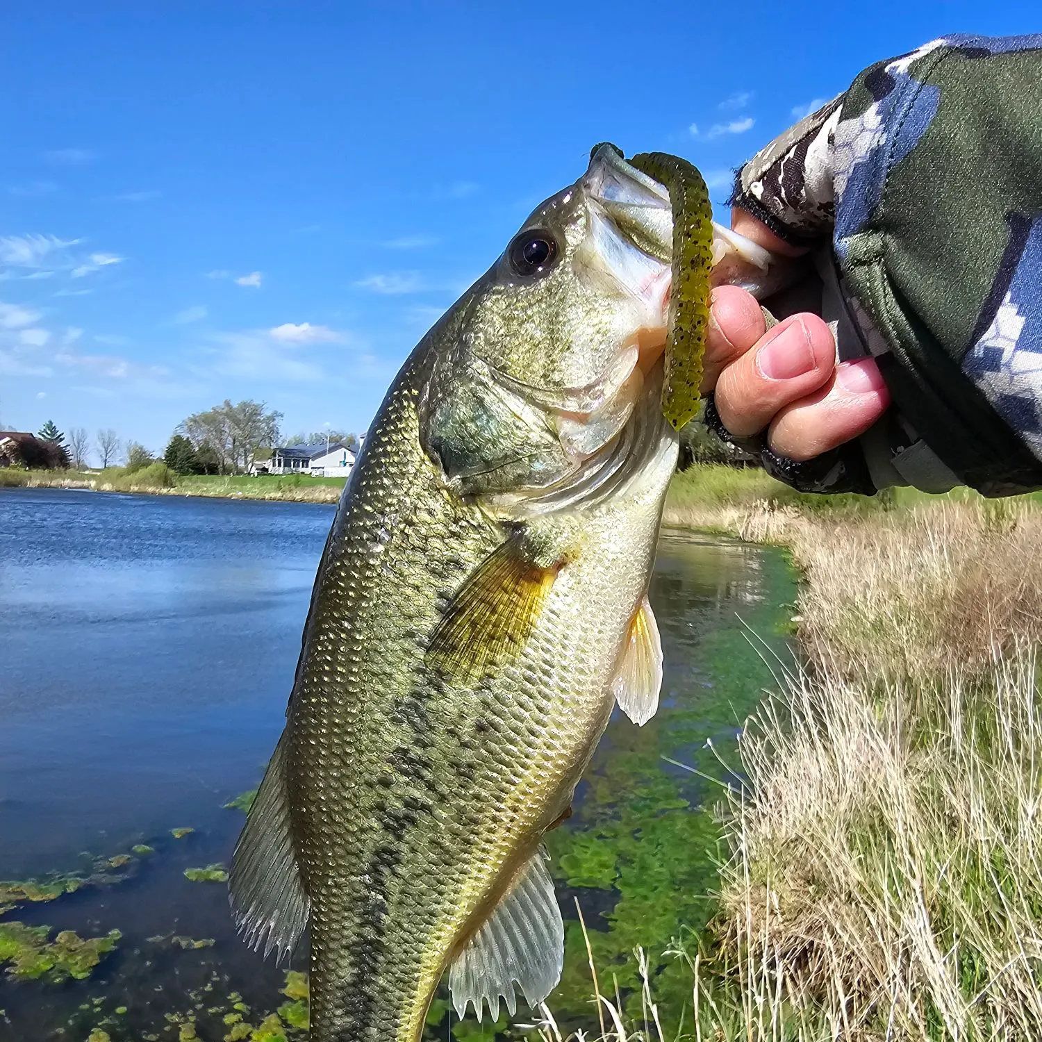 Largemouth bass caught on Fishbrain