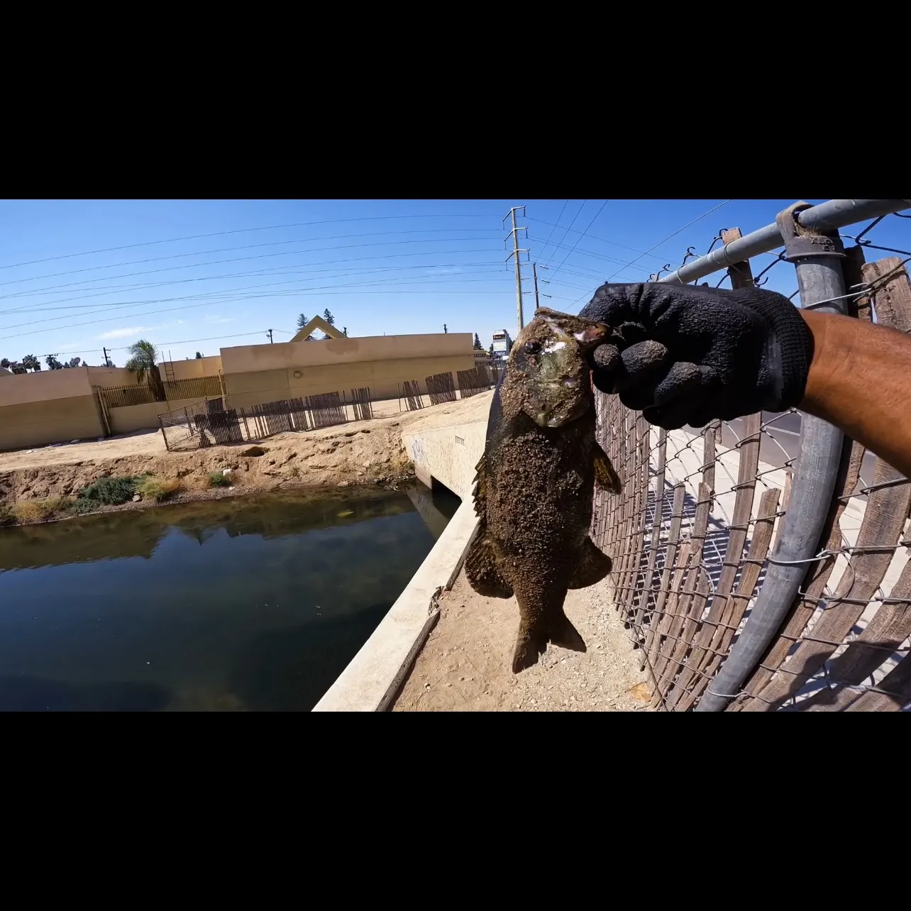 Smallmouth bass caught on Fishbrain