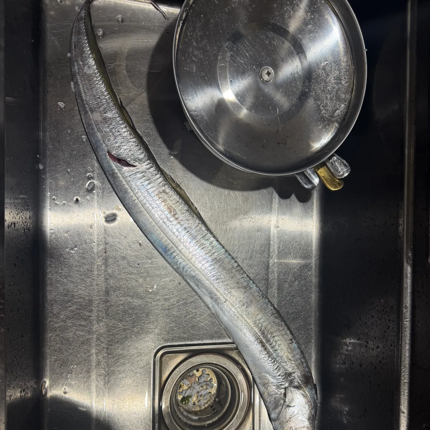 The most recent Silver scabbardfish catches on Fishbrain