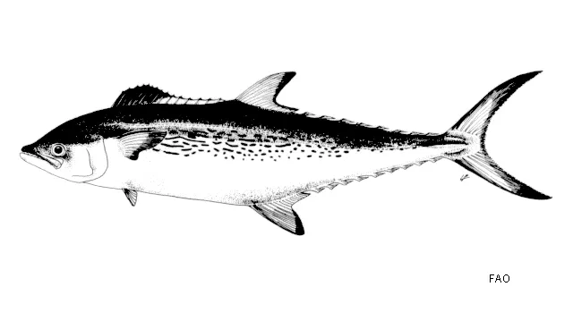 Kanadi kingfish