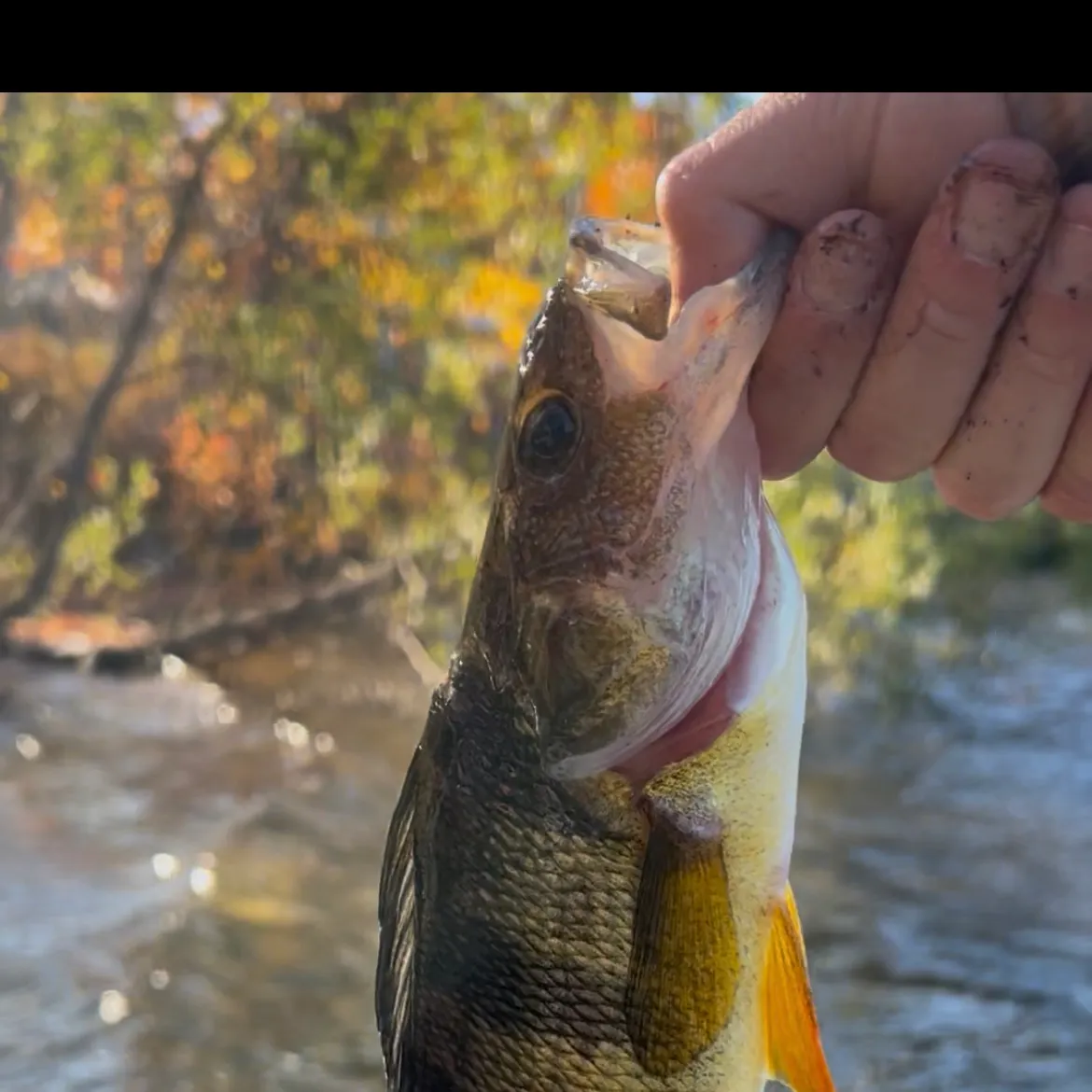 Yellow perch caught on Fishbrain