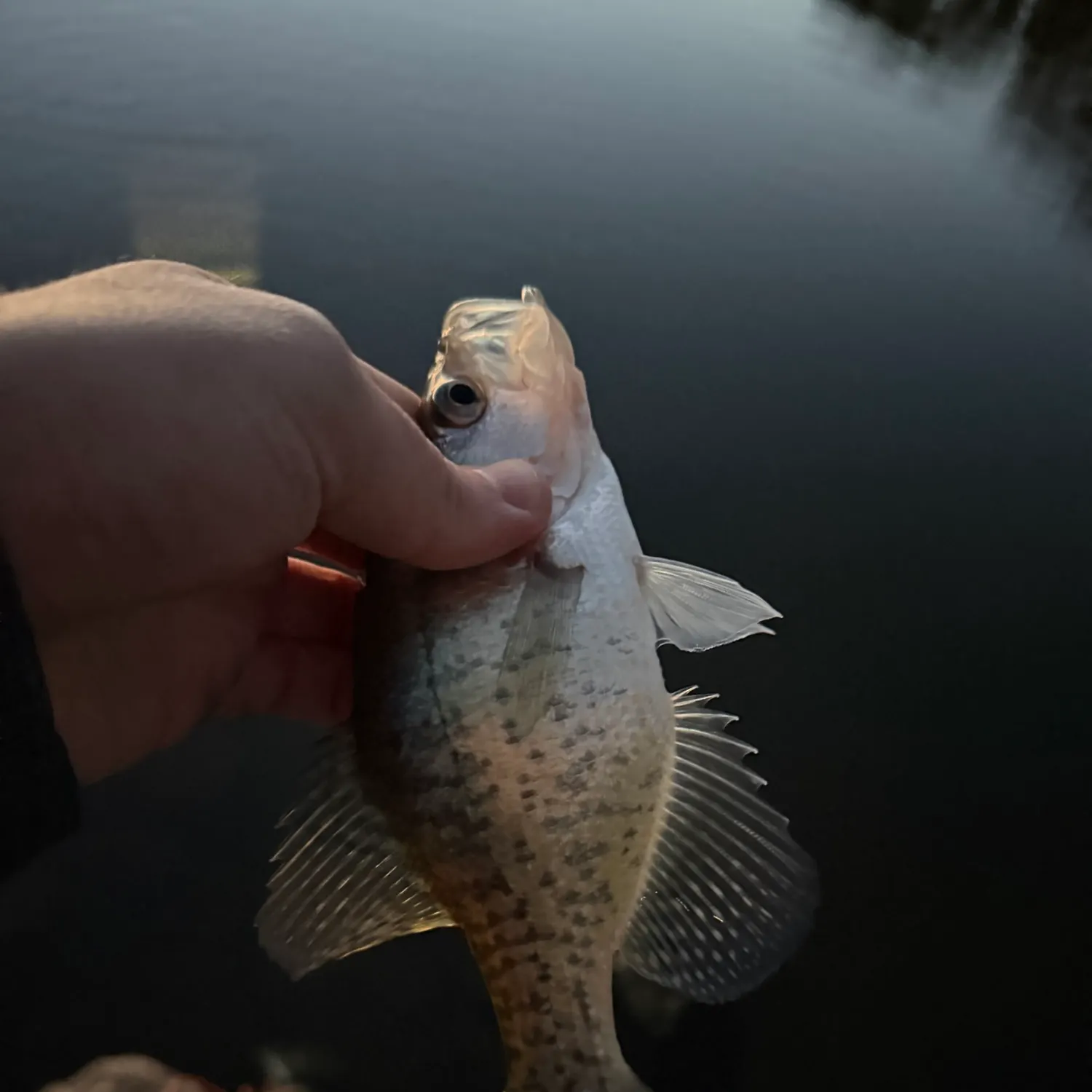 White crappie caught on Fishbrain