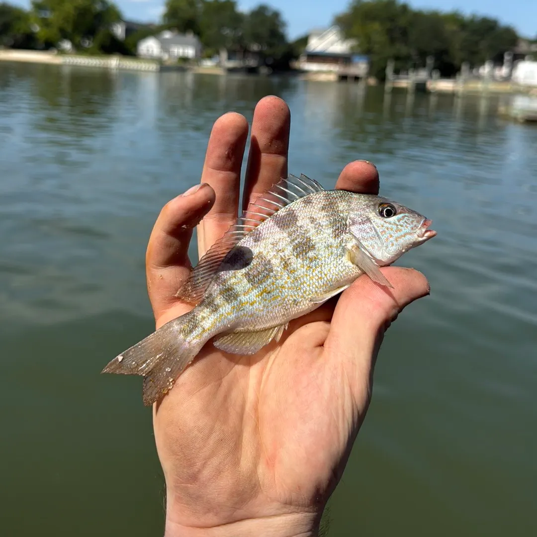 The most recent Pigfish catches on Fishbrain