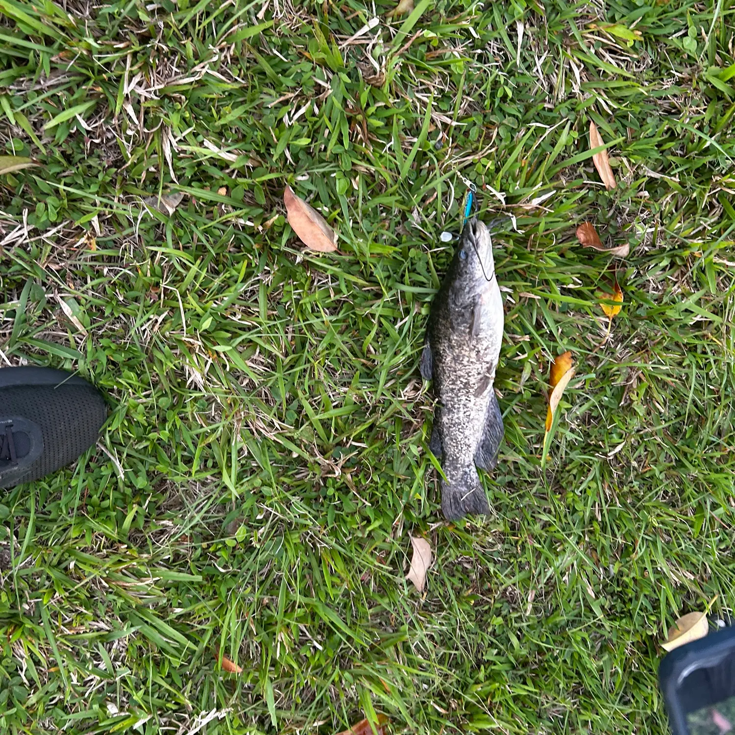 The most recent Flat bullhead catches on Fishbrain