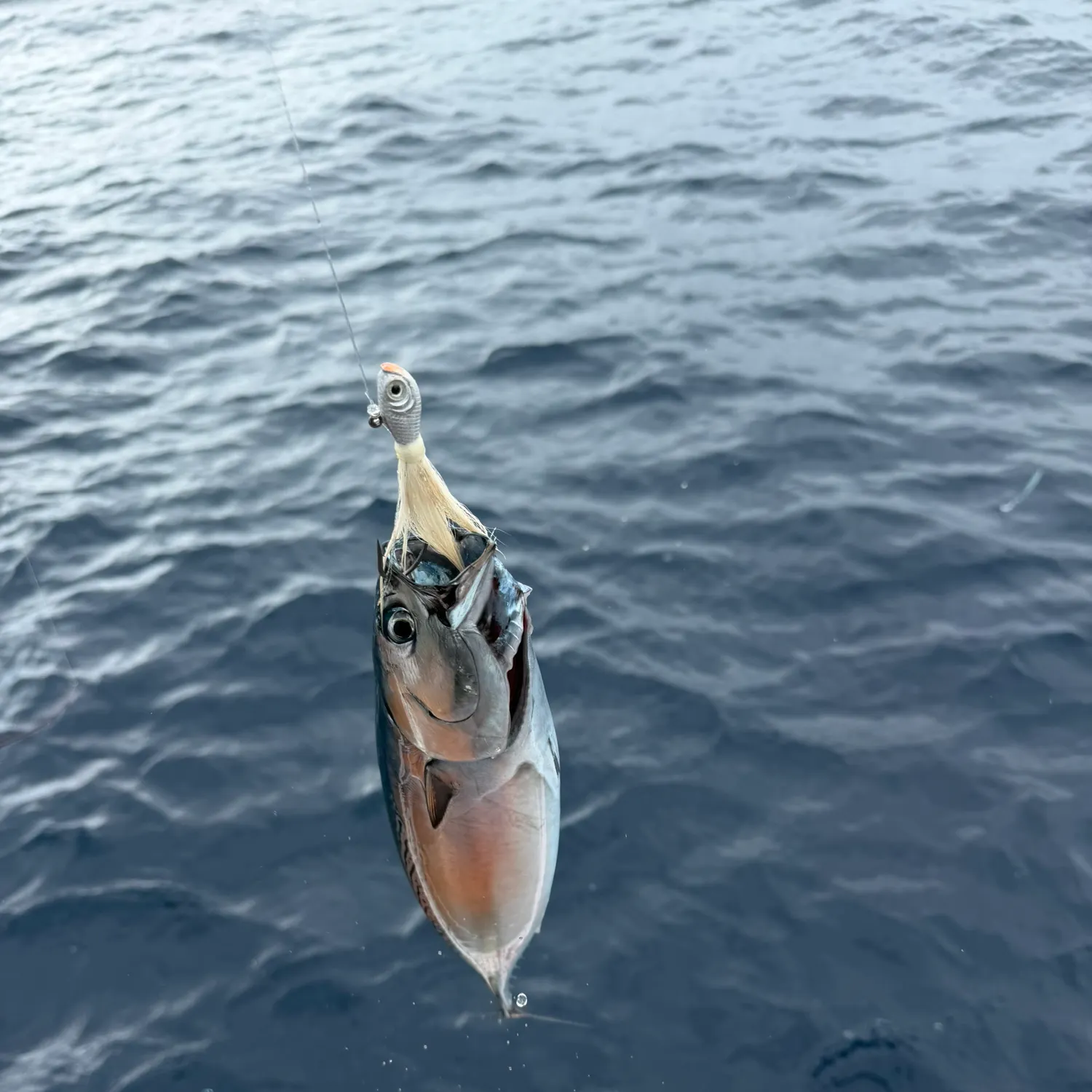 Frigate tuna caught on Fishbrain