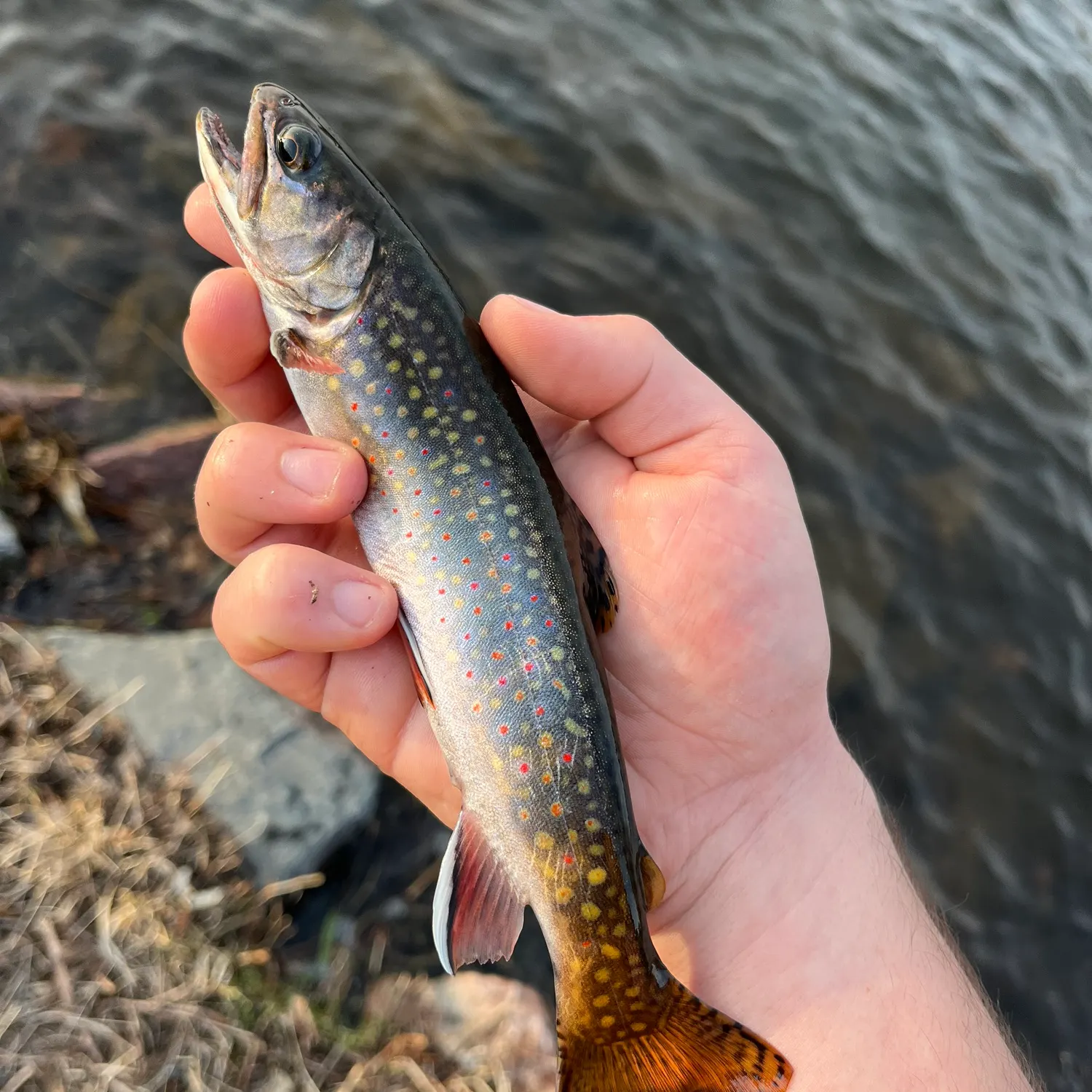 The most recent Brook trout catches on Fishbrain