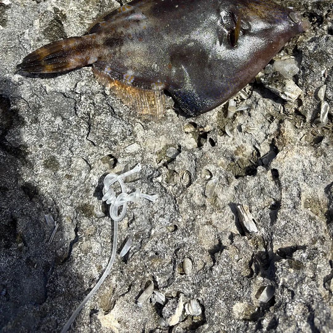 The most recent Red grouper catches on Fishbrain