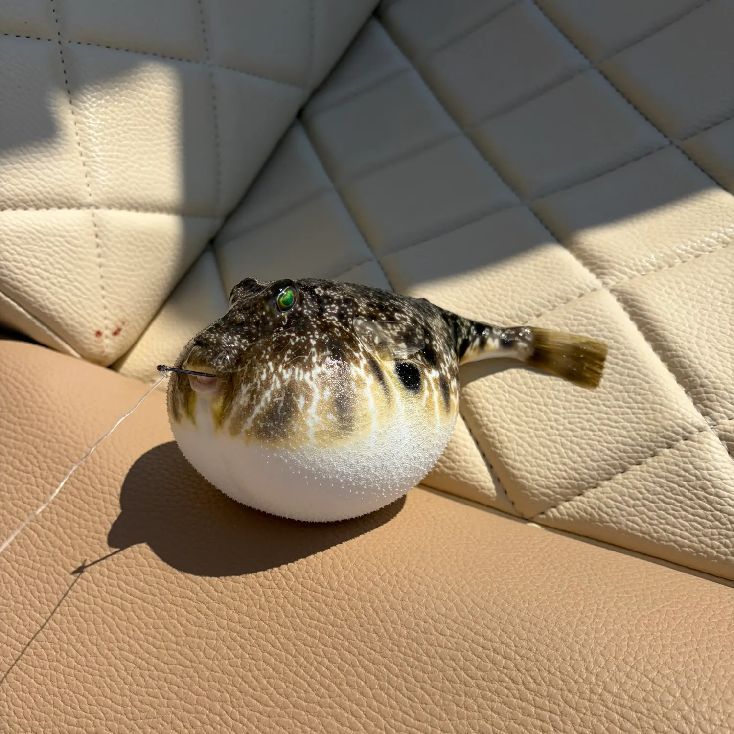 The most recent Southern puffer catches on Fishbrain