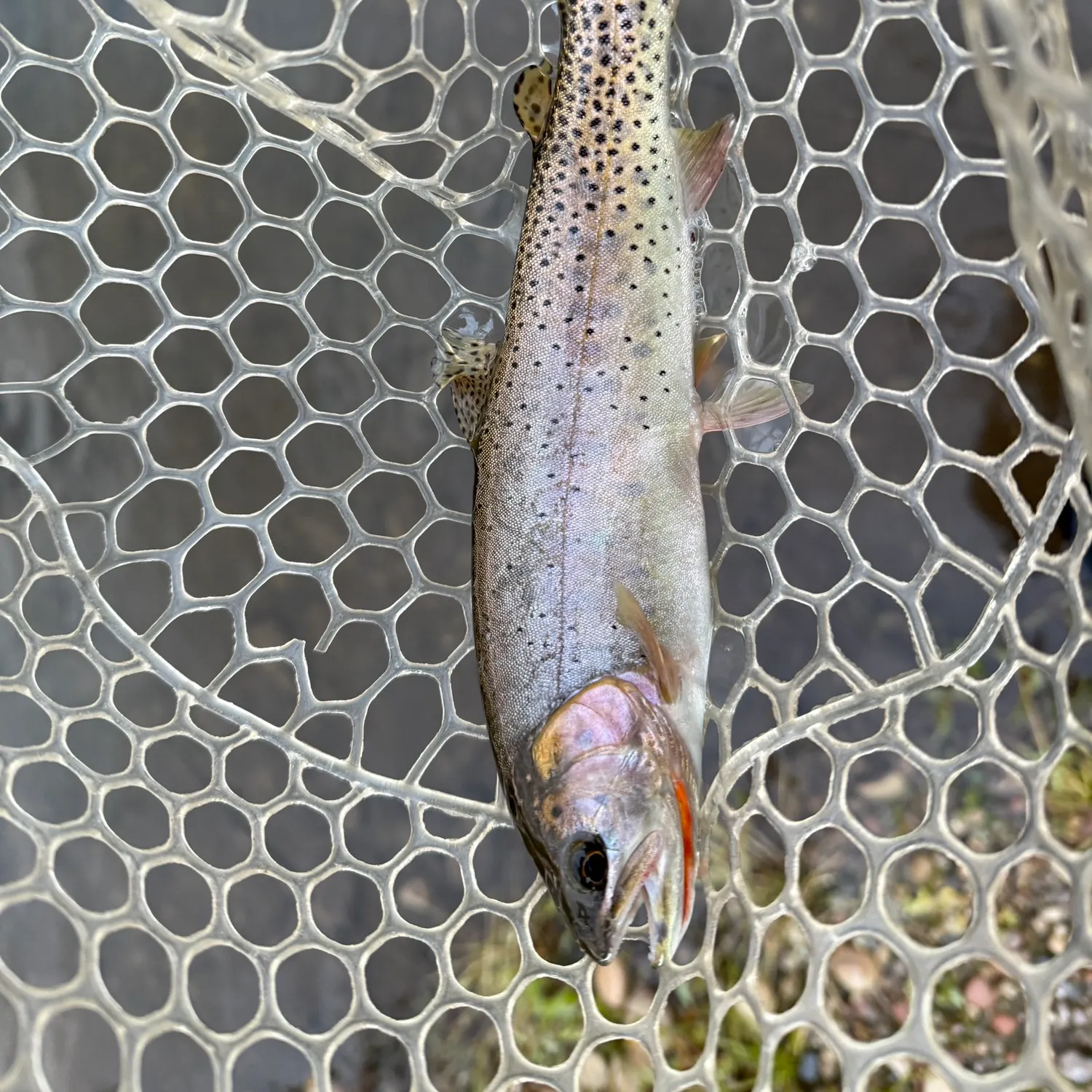 Colorado river cutthroat trout caught on Fishbrain