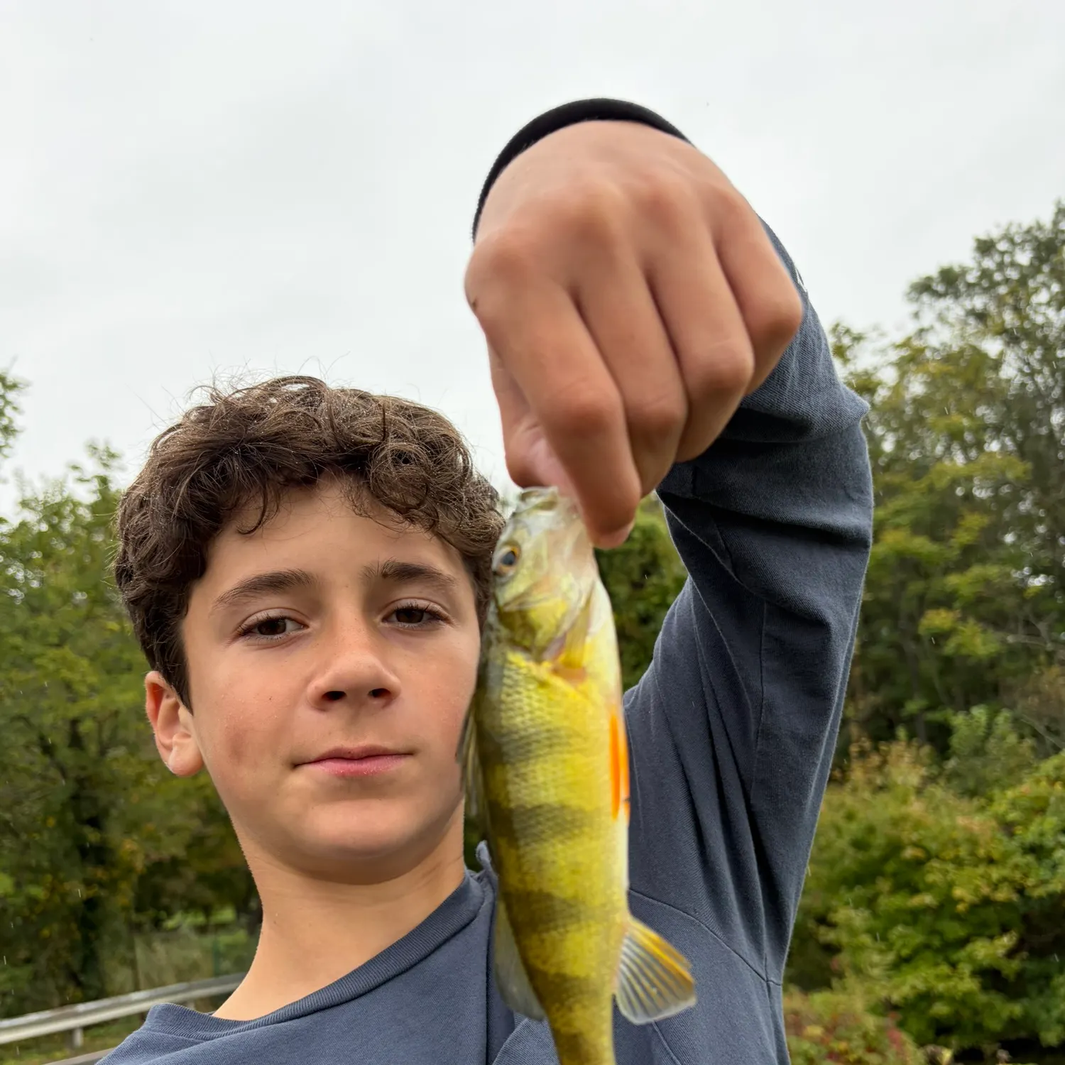 Yellow perch caught on Fishbrain