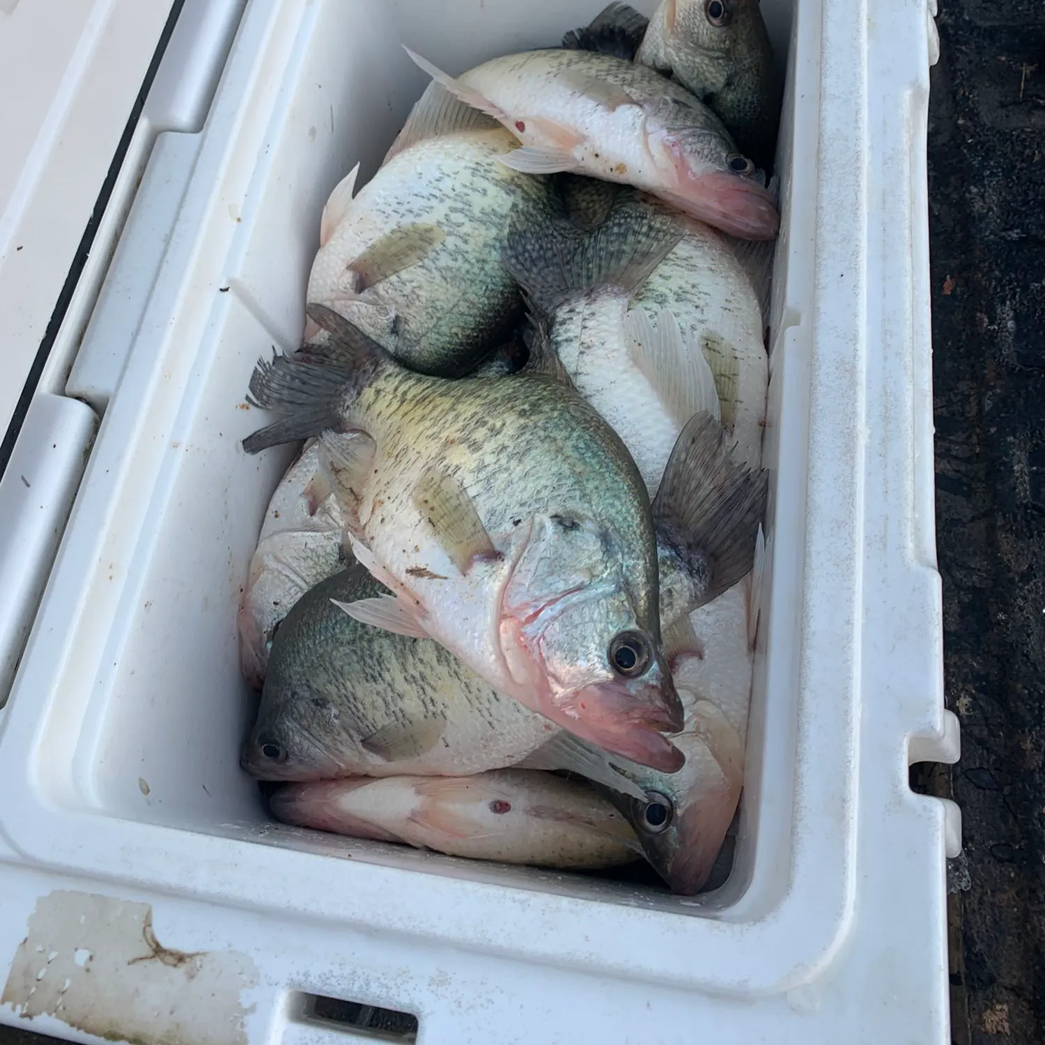 recently logged catches