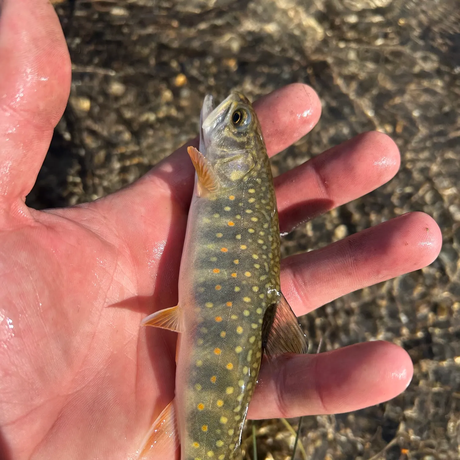 Brook trout caught on Fishbrain