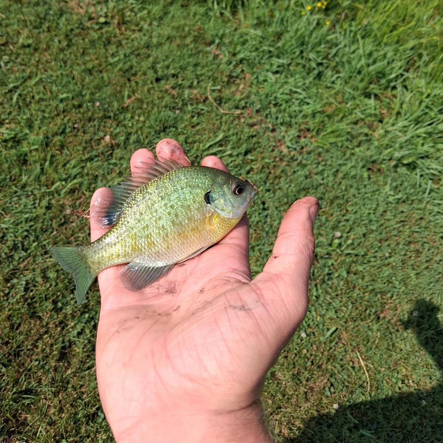 Bluegill caught on Fishbrain
