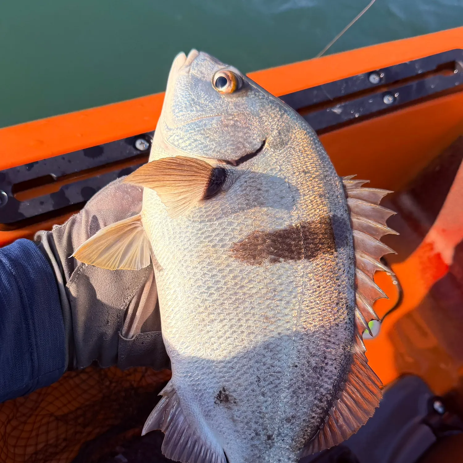 The most recent Sargo catches on Fishbrain