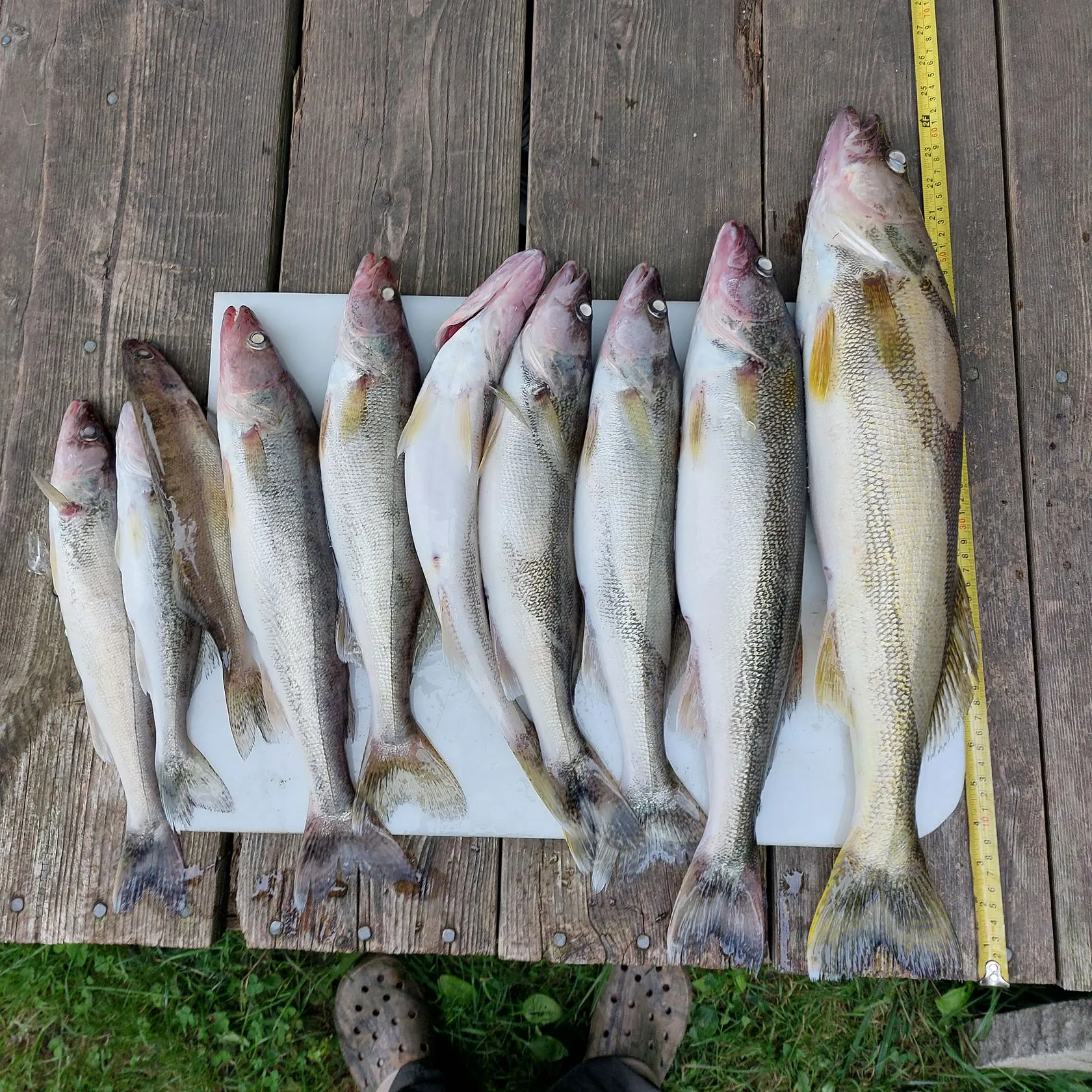 recently logged catches