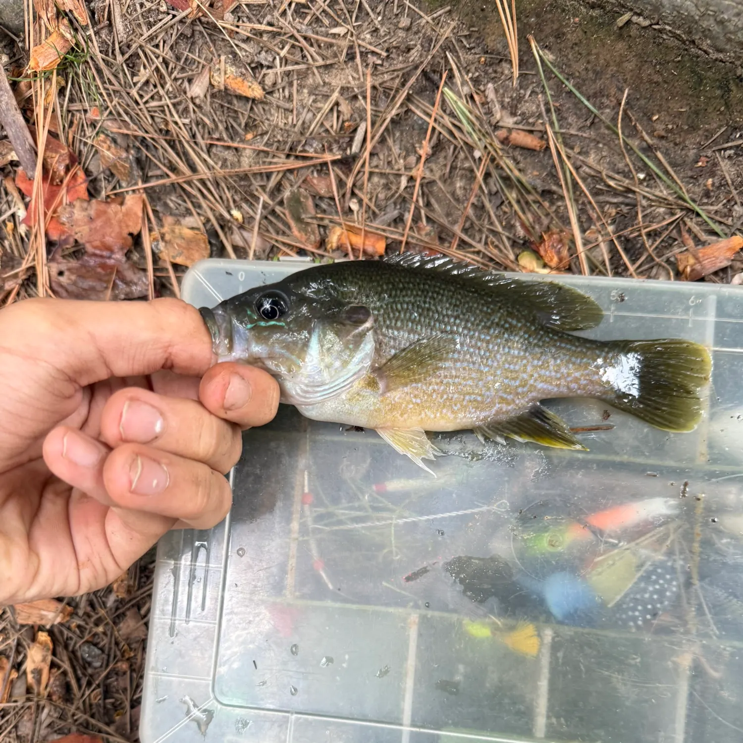 Green sunfish caught on Fishbrain