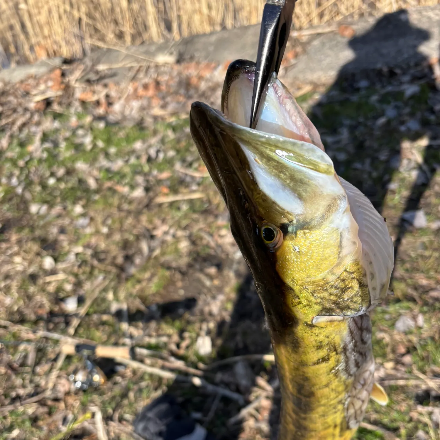The most recent Grass pickerel catches on Fishbrain