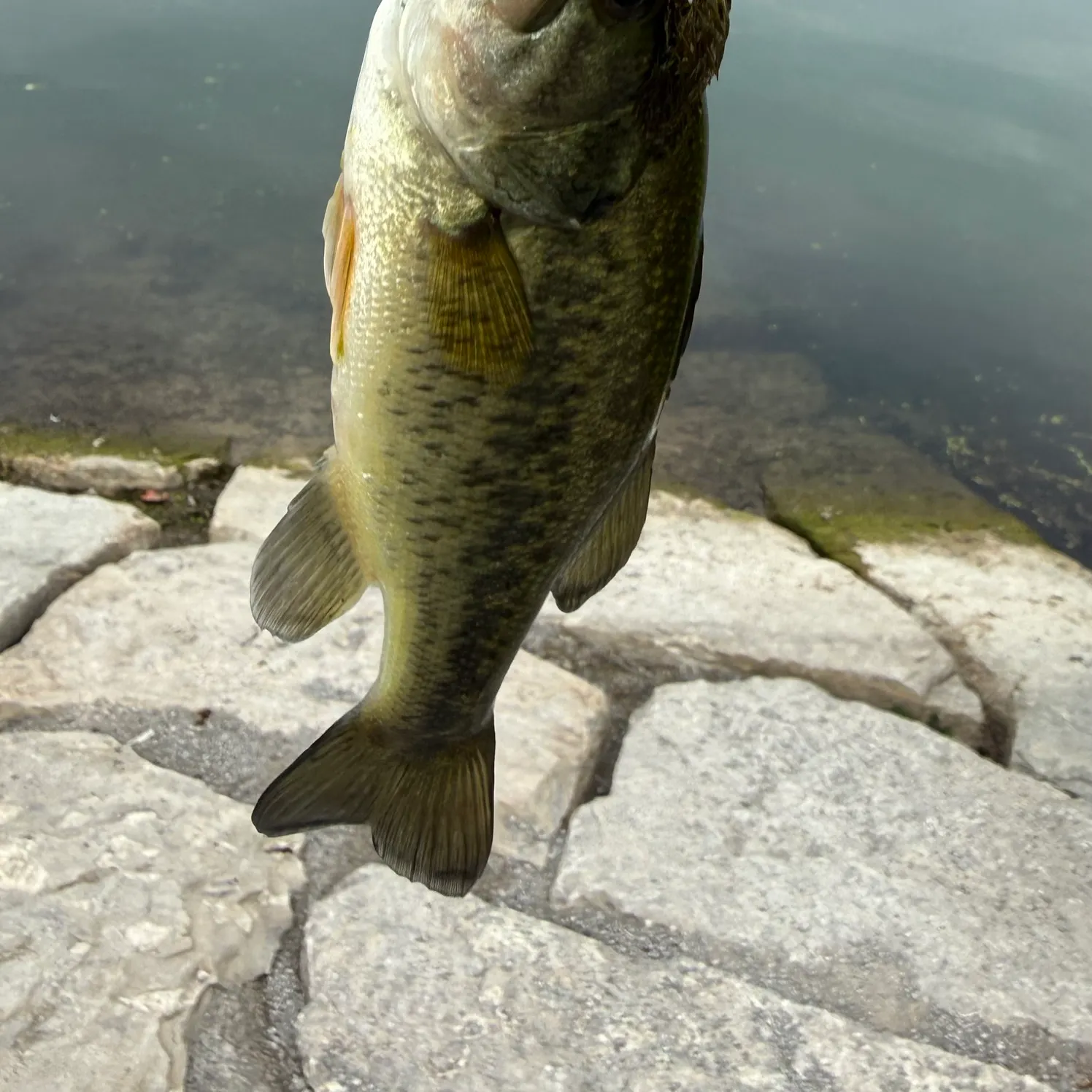 Largemouth bass caught on Fishbrain