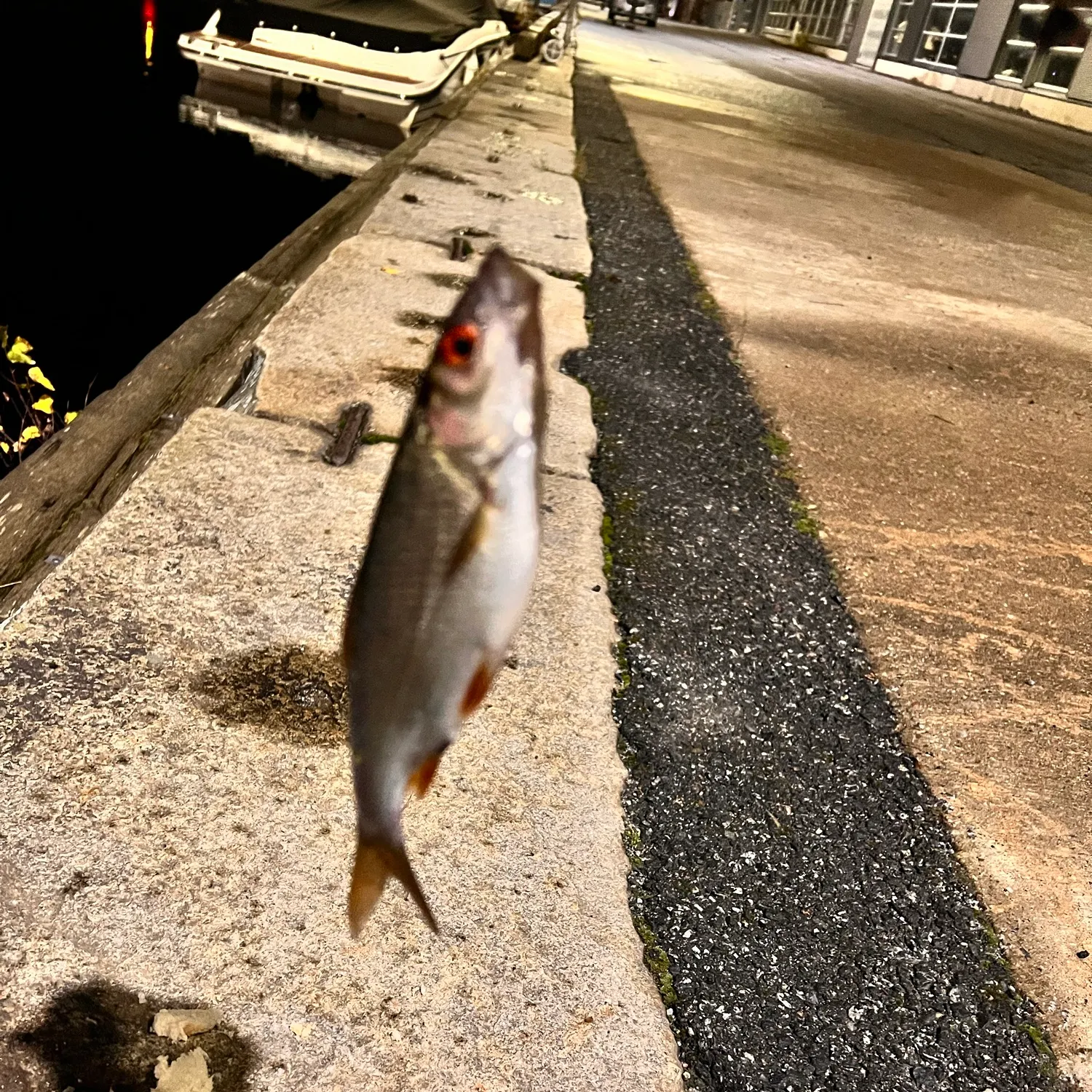 Common roach caught on Fishbrain