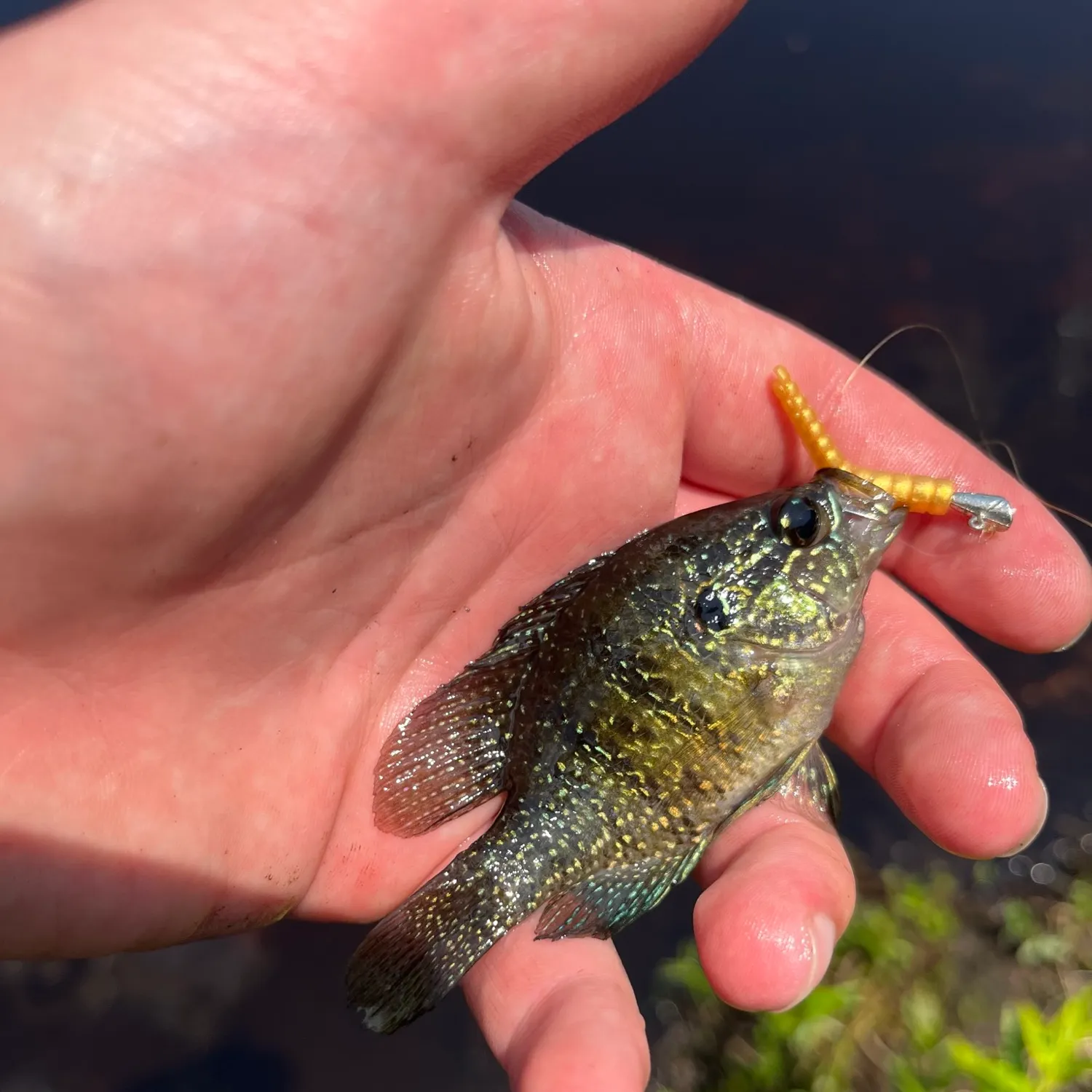 Banded sunfish caught on Fishbrain