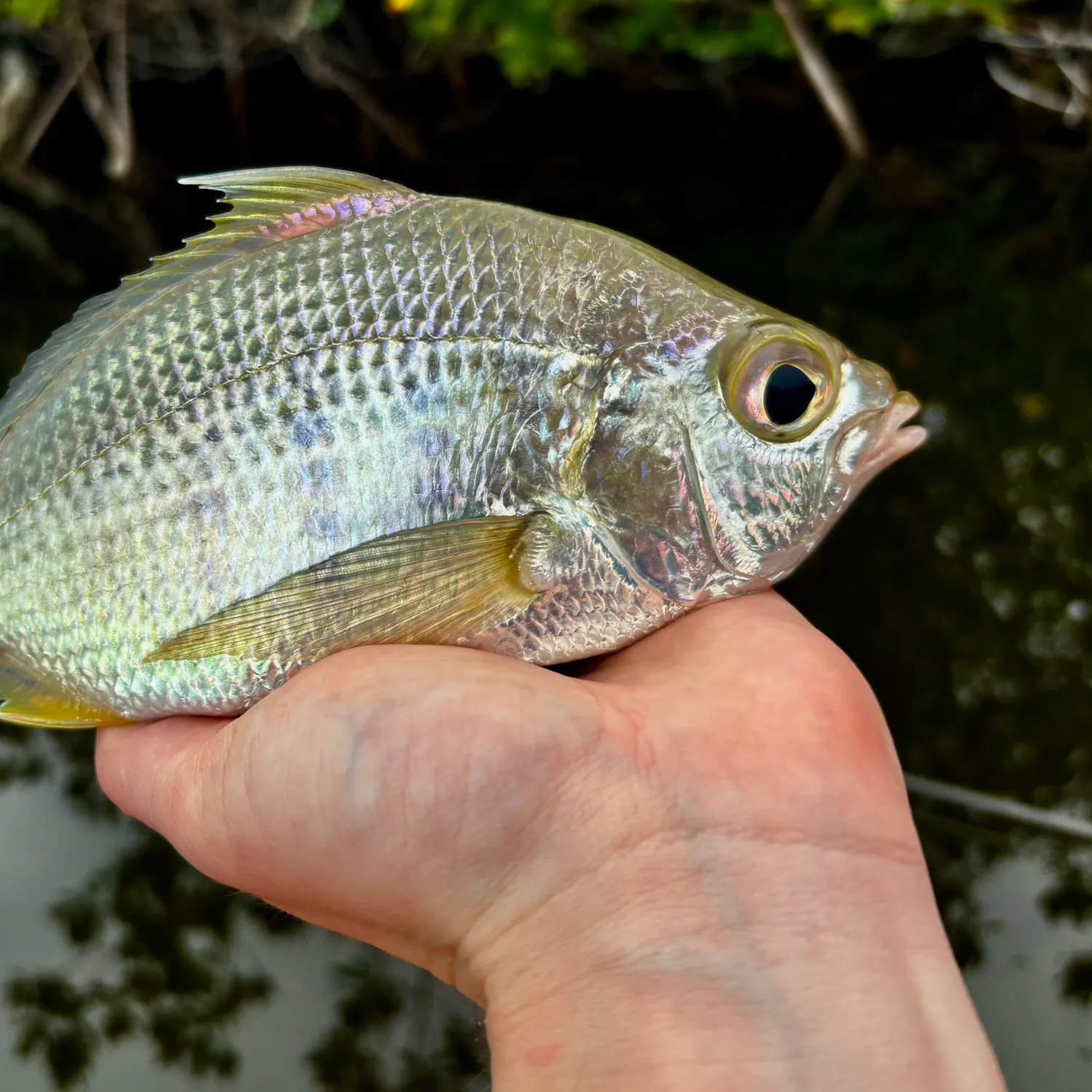 The most recent Striped mojarra catches on Fishbrain