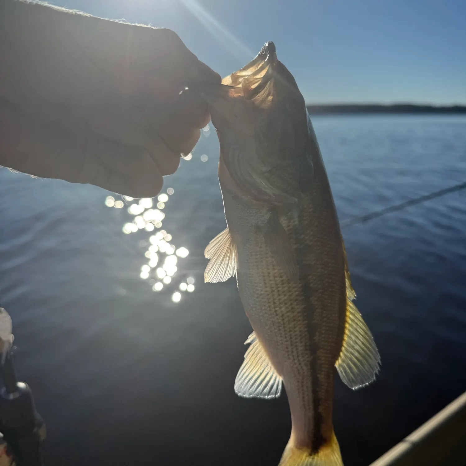 Spotted bass caught on Fishbrain