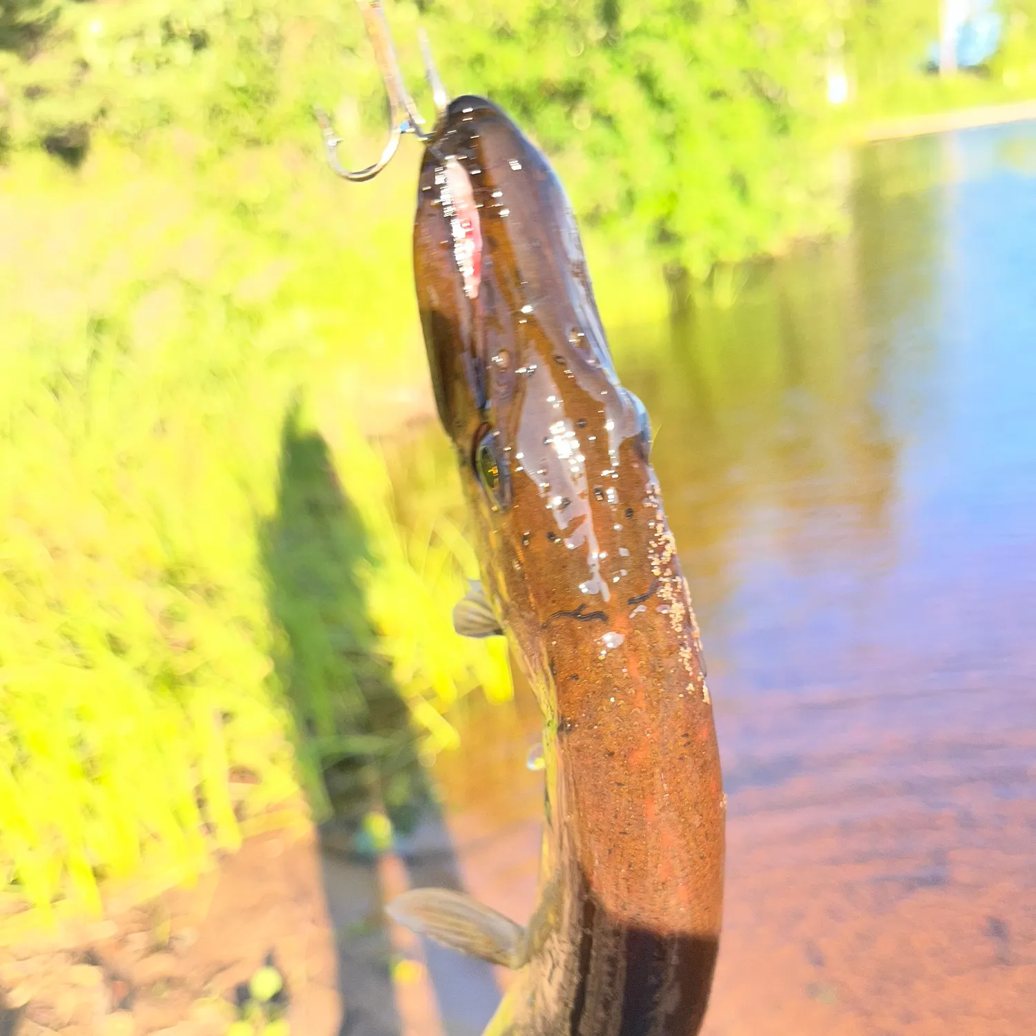 Northern pike caught on Fishbrain