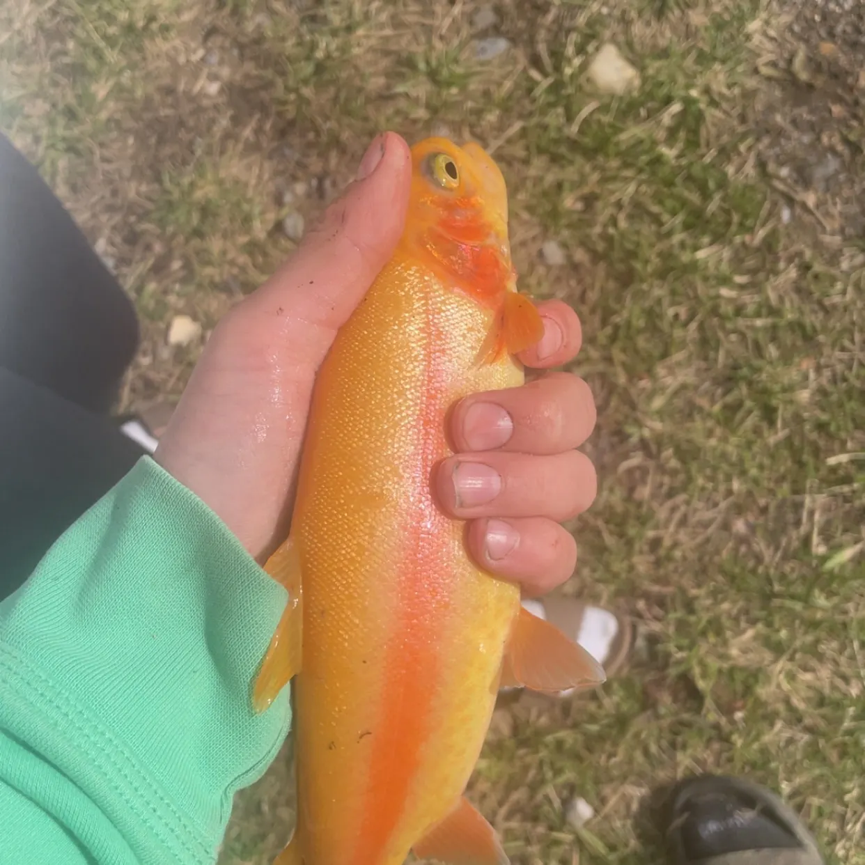 The most recent Golden rainbow trout catches on Fishbrain