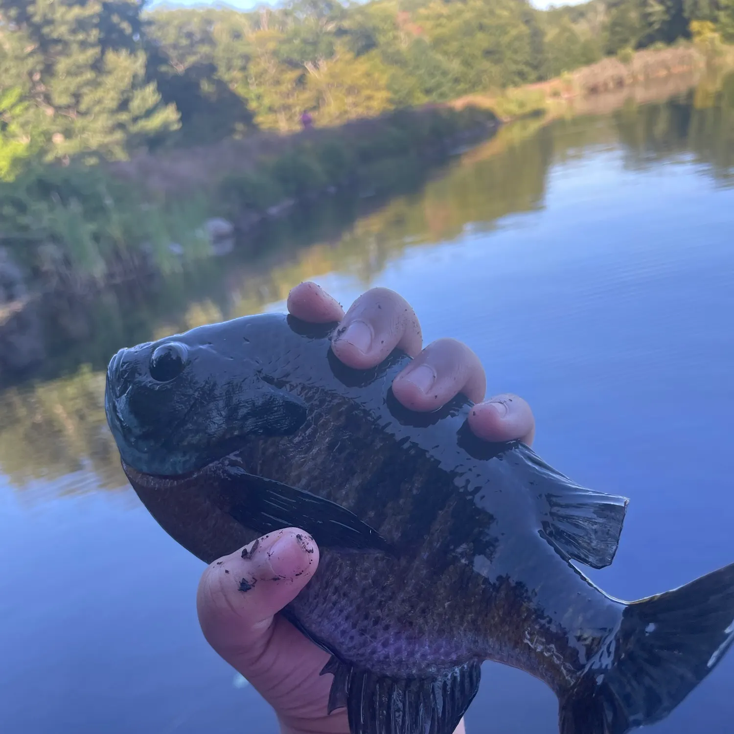 Bluegill caught on Fishbrain