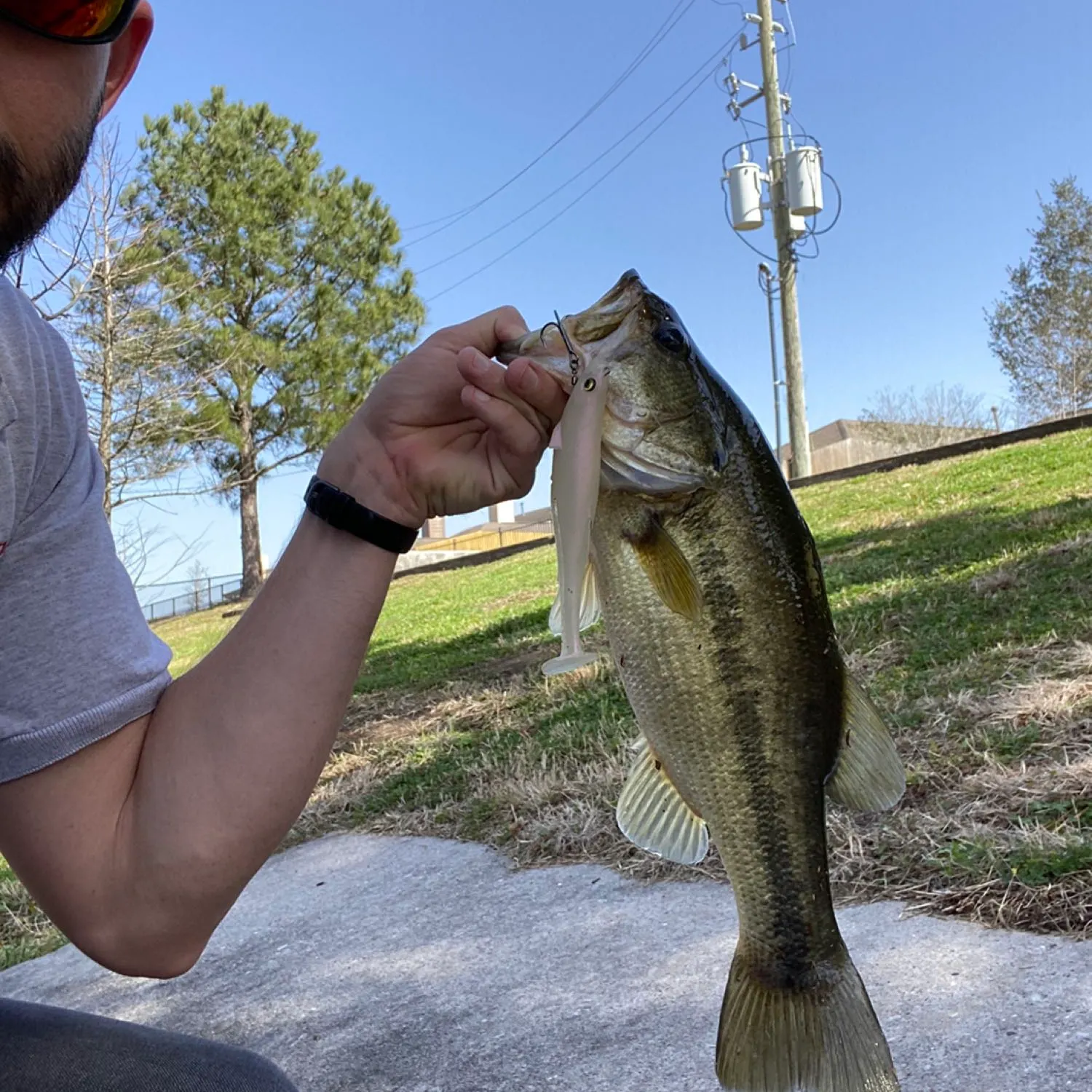Largemouth bass caught on Fishbrain