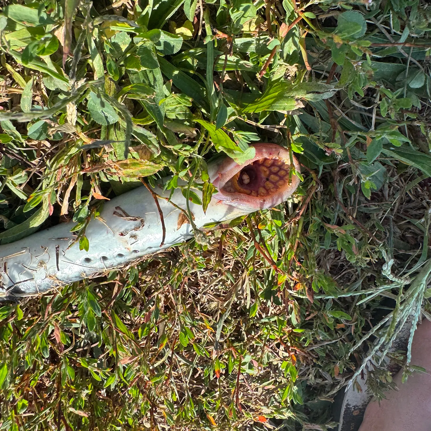 The most recent Sea lamprey catches on Fishbrain