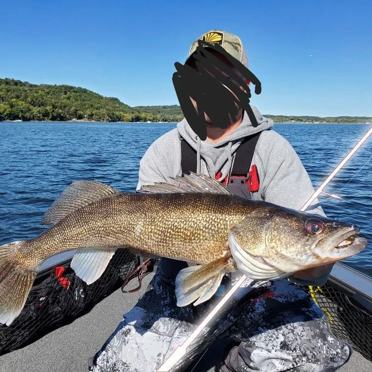 Walleye caught on Fishbrain