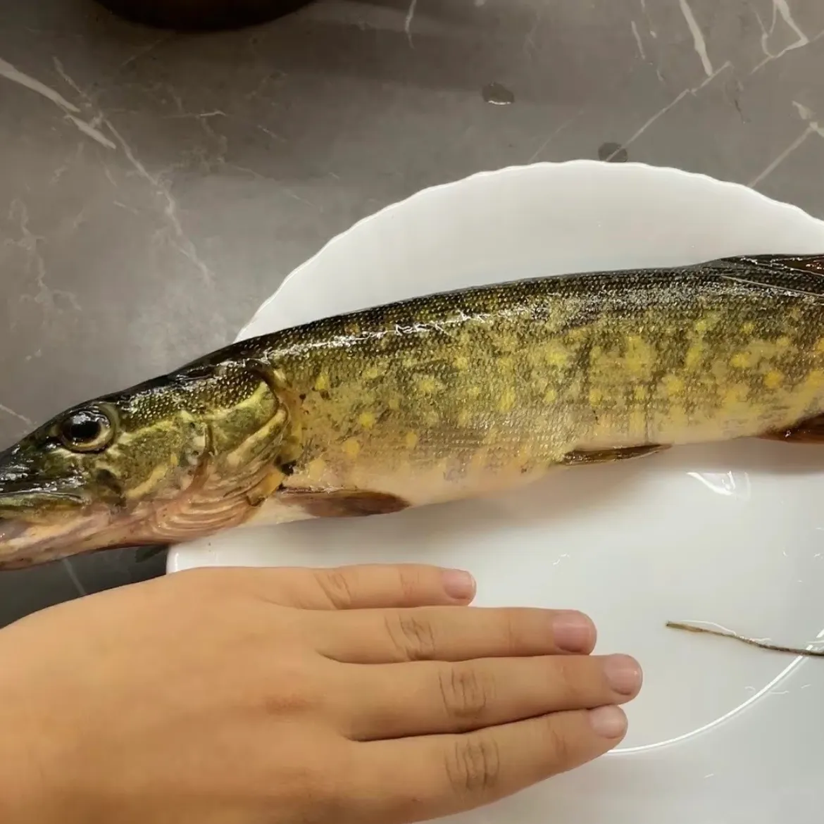 The most recent Grass pickerel catches on Fishbrain