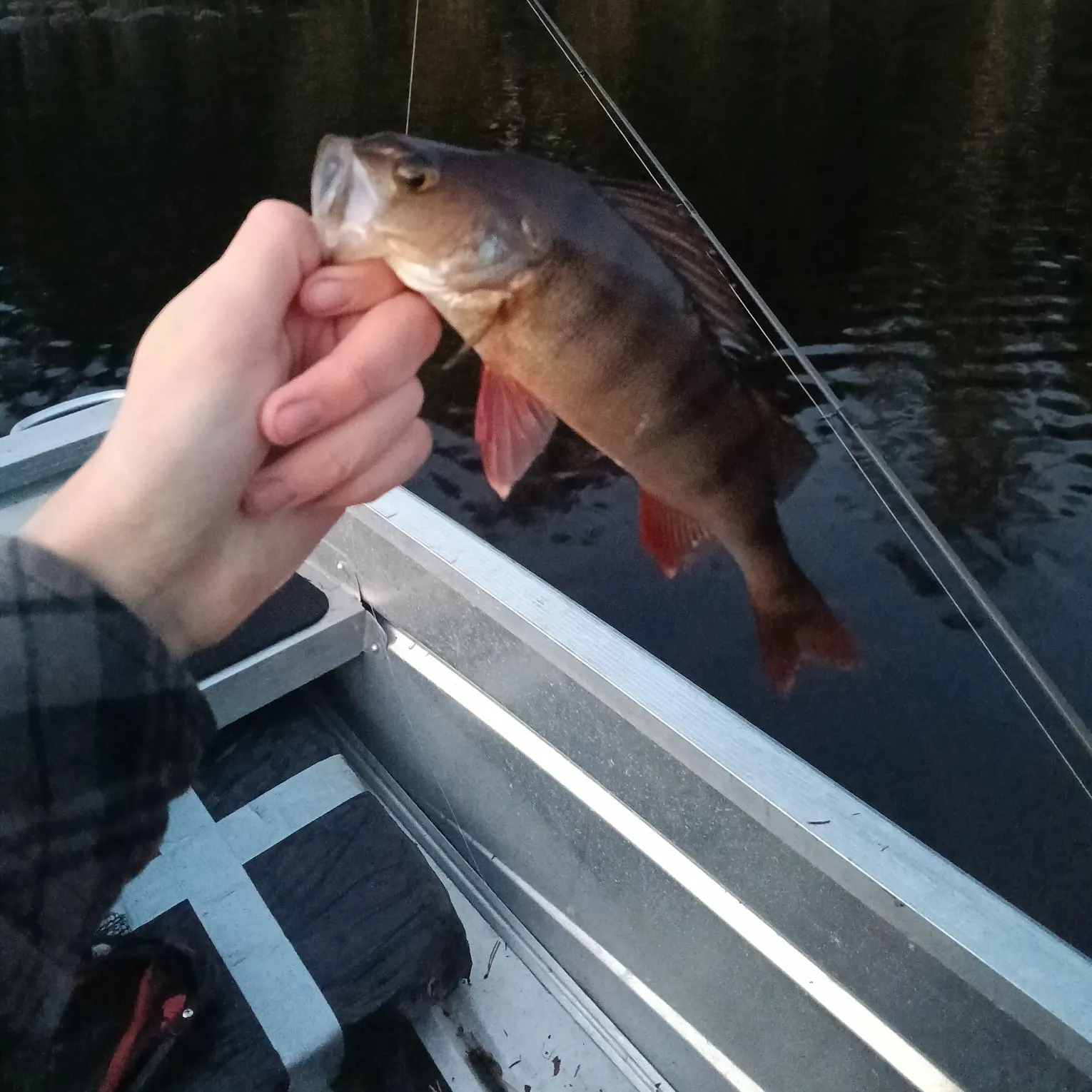 European perch caught on Fishbrain
