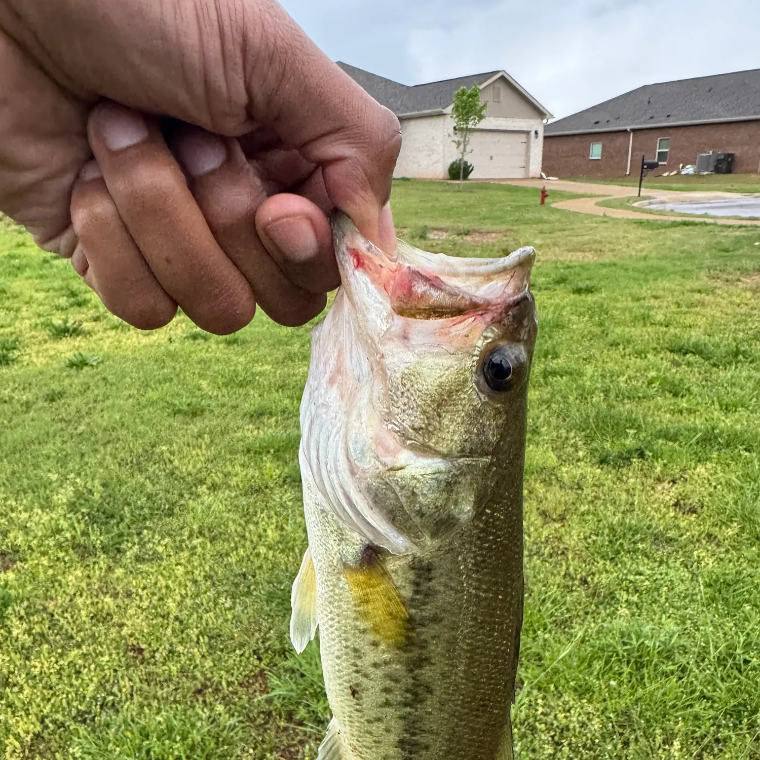 angler catch