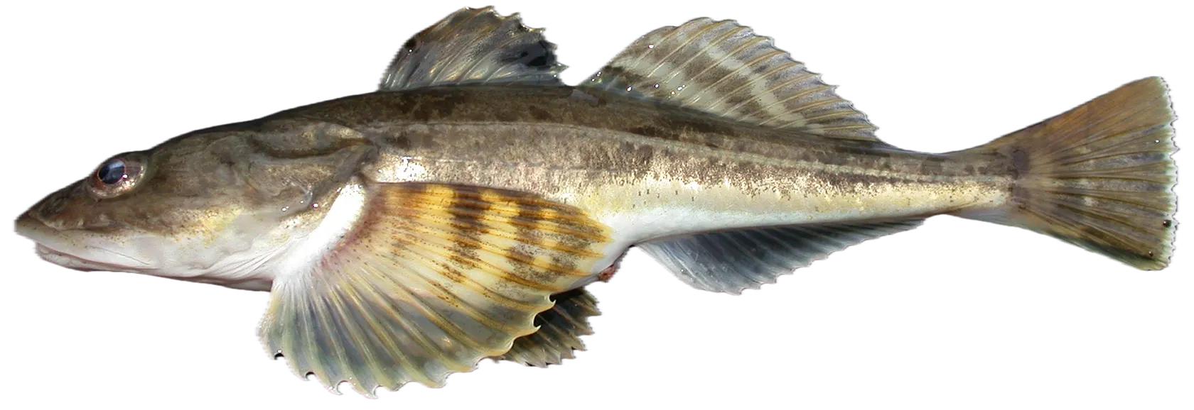 Pacific staghorn sculpin