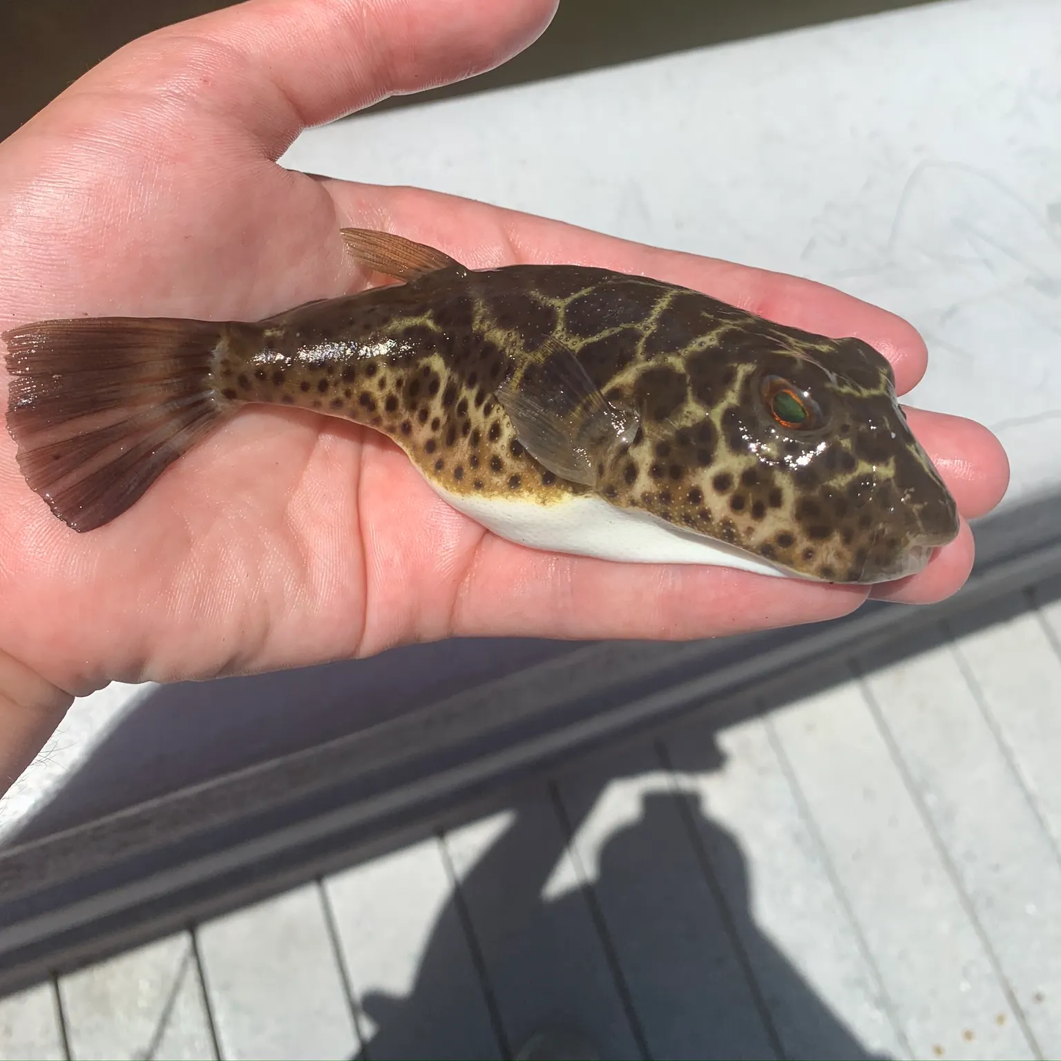 The most recent Checkered puffer catches on Fishbrain