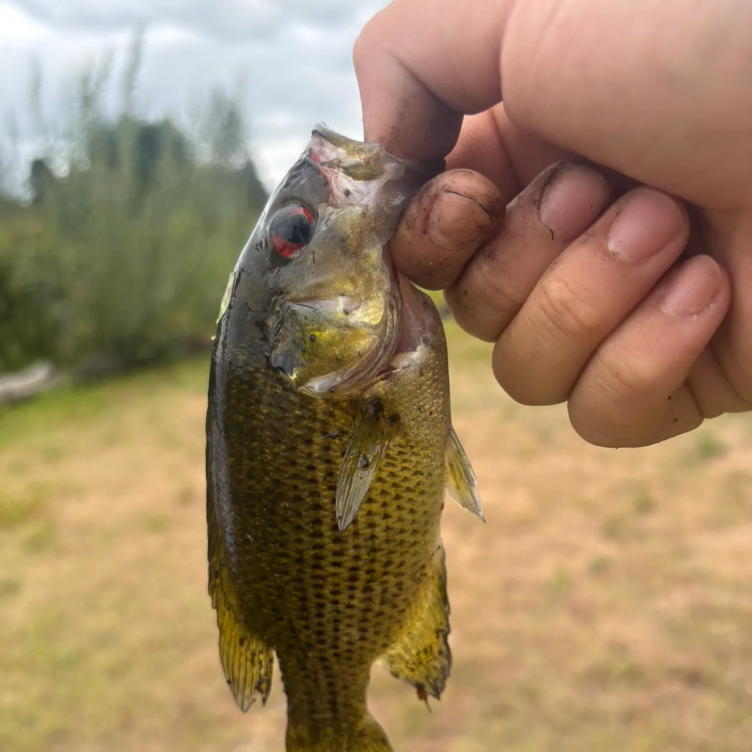 Rock bass caught on Fishbrain