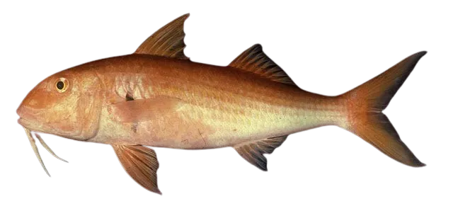 Orange goatfish