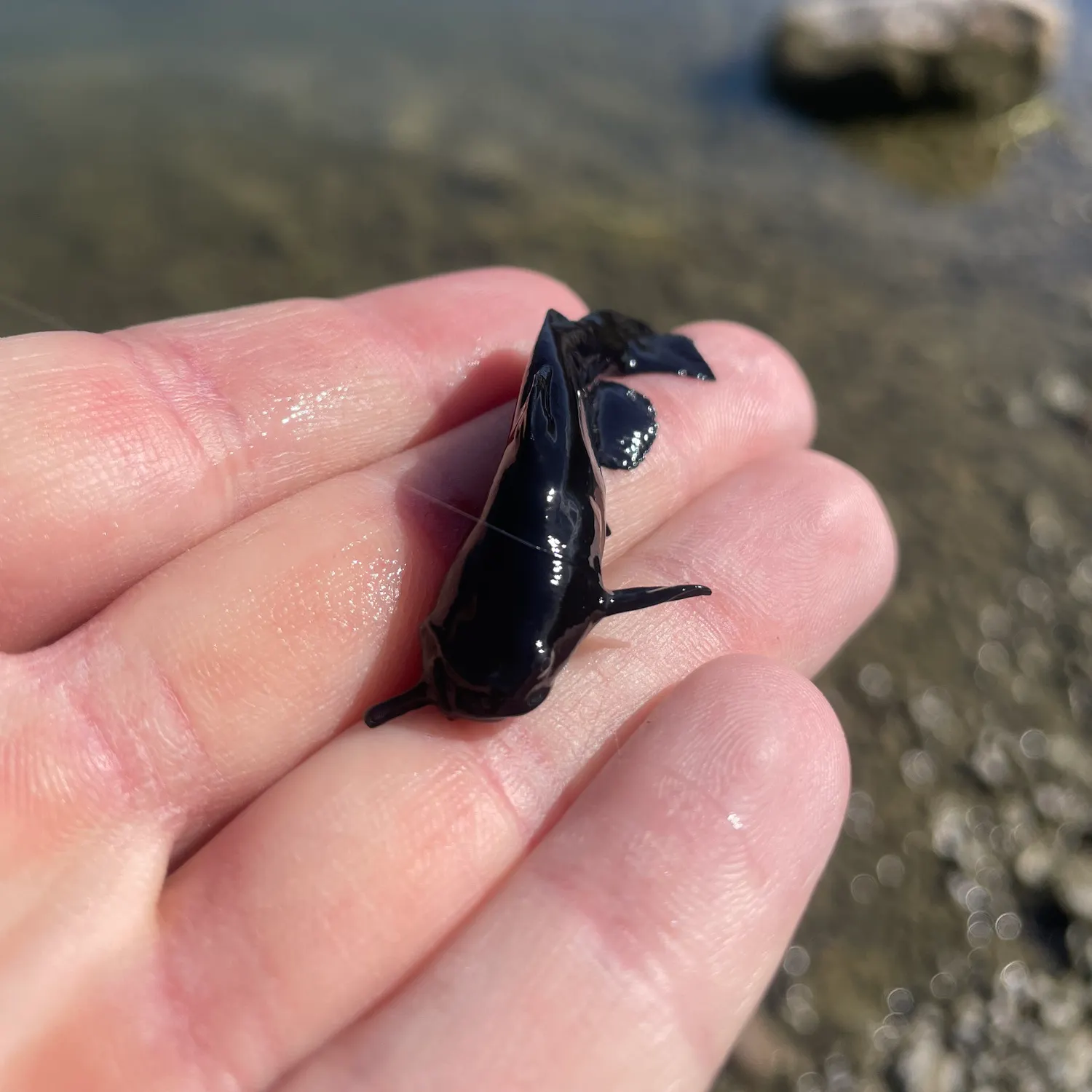 Black bullhead caught on Fishbrain