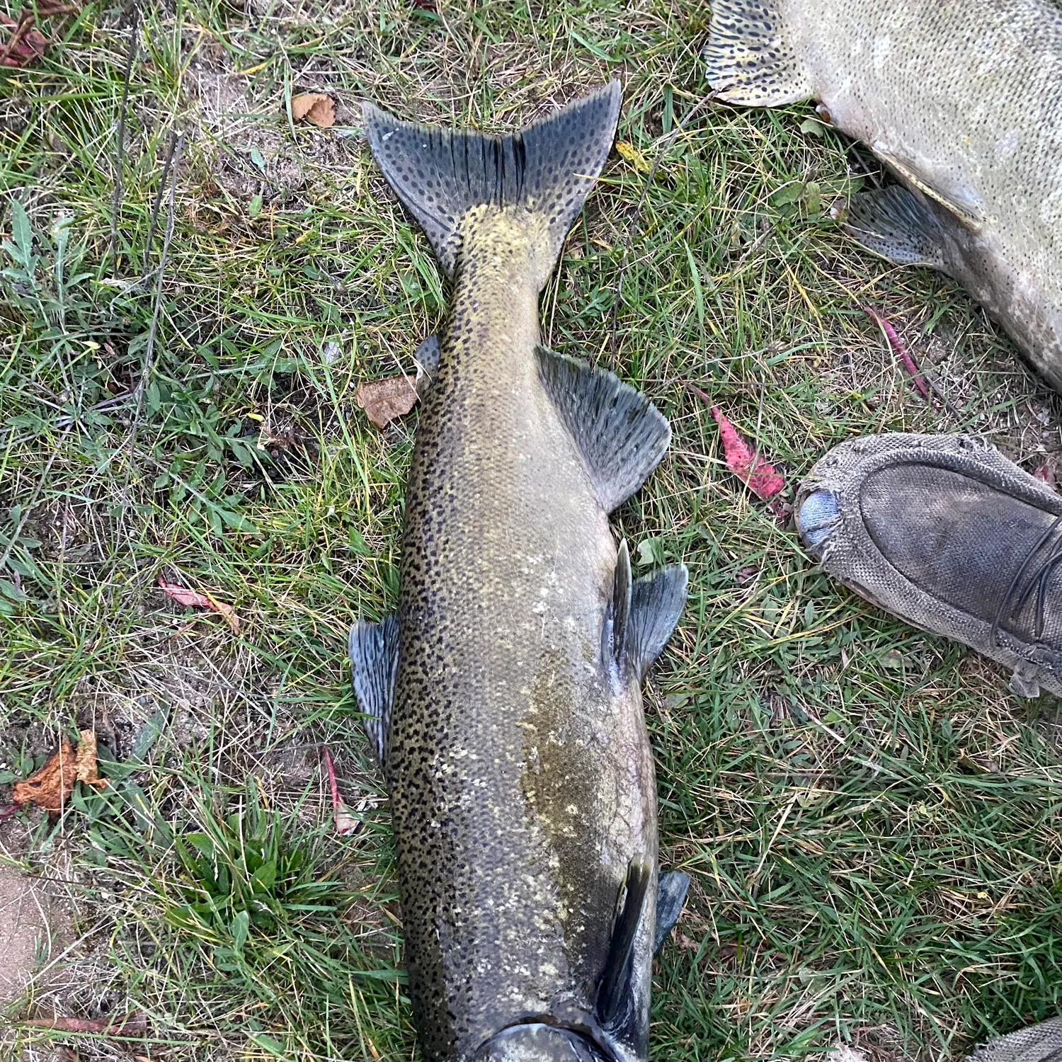 Chinook salmon caught on Fishbrain