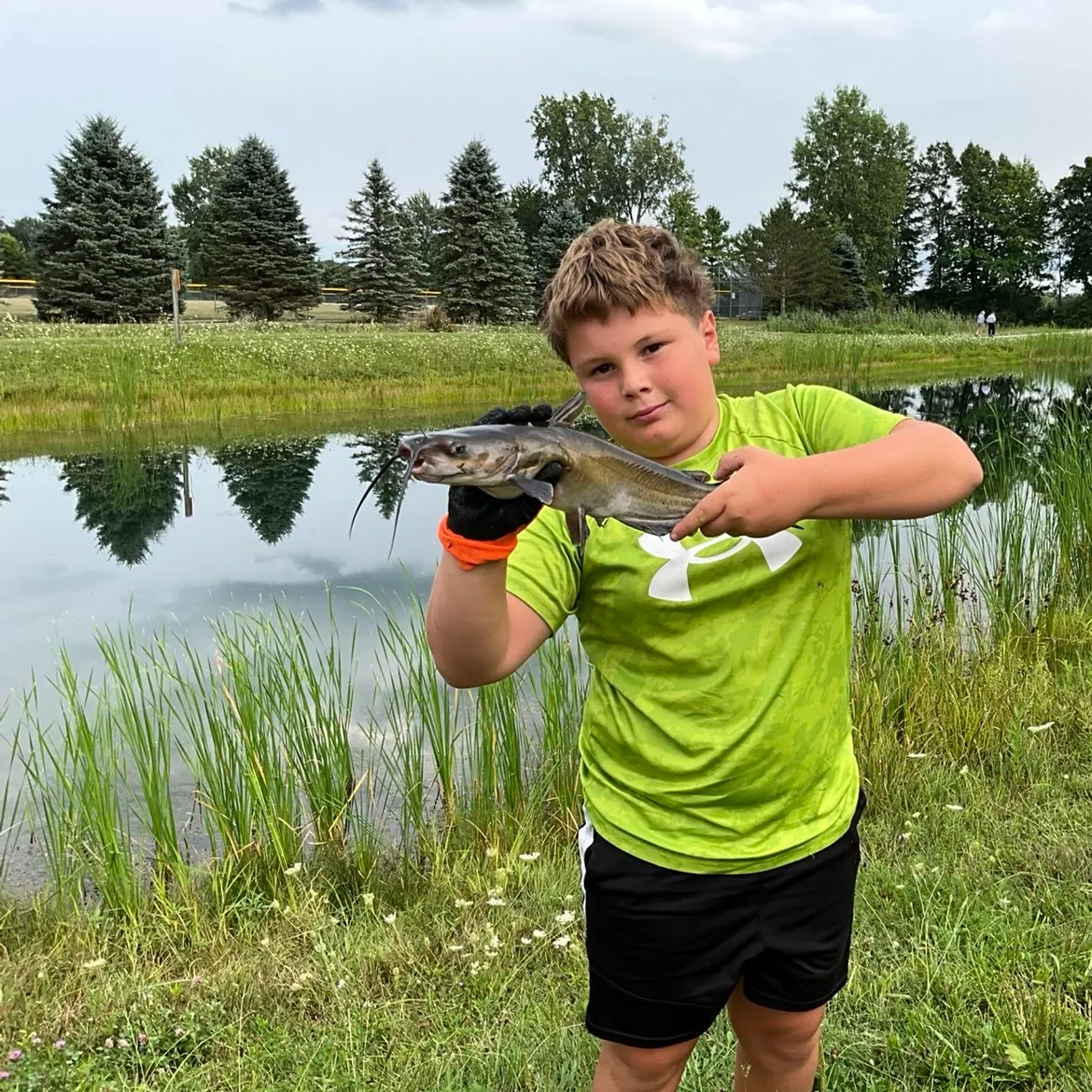 Channel catfish caught on Fishbrain