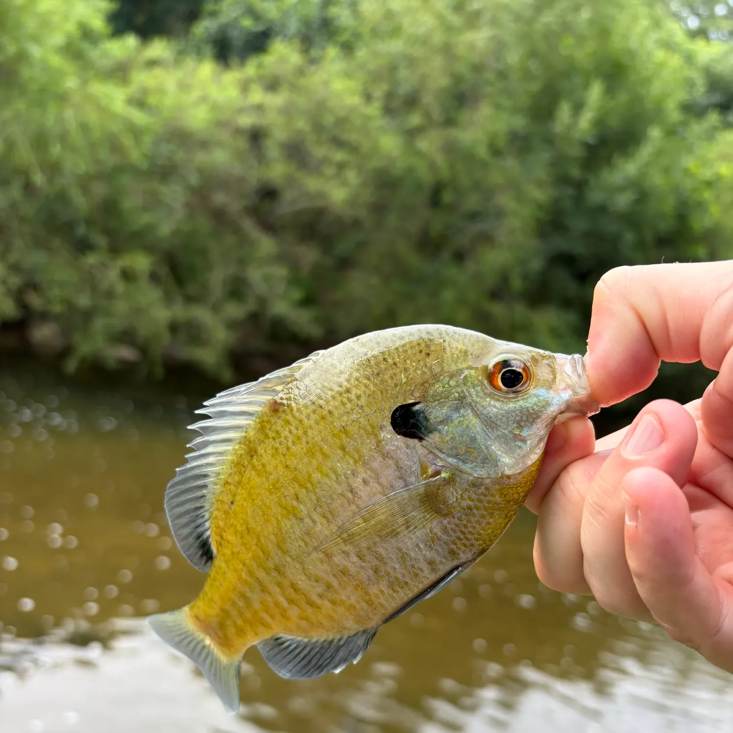 The most recent Redbreast sunfish catches on Fishbrain