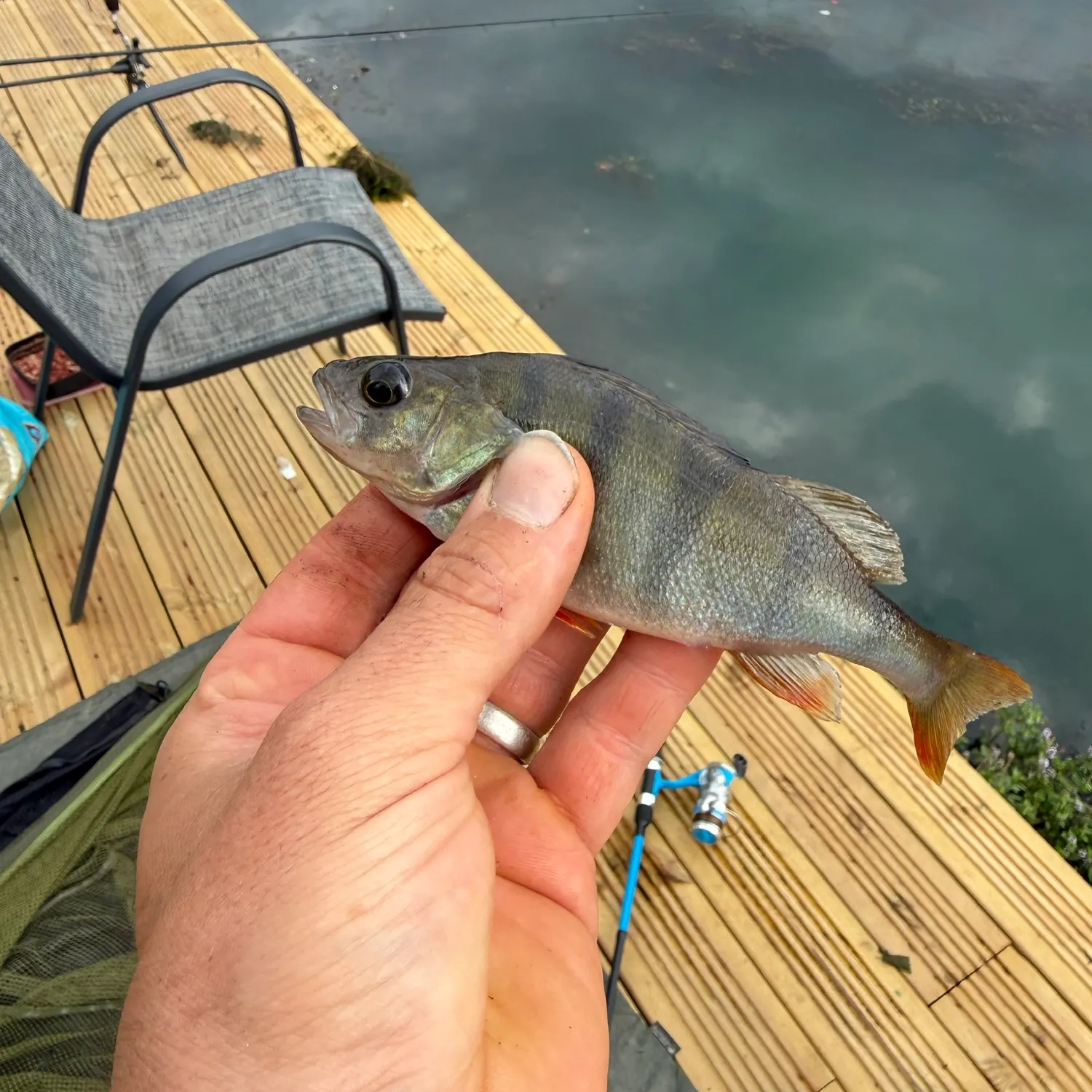 European perch caught on Fishbrain