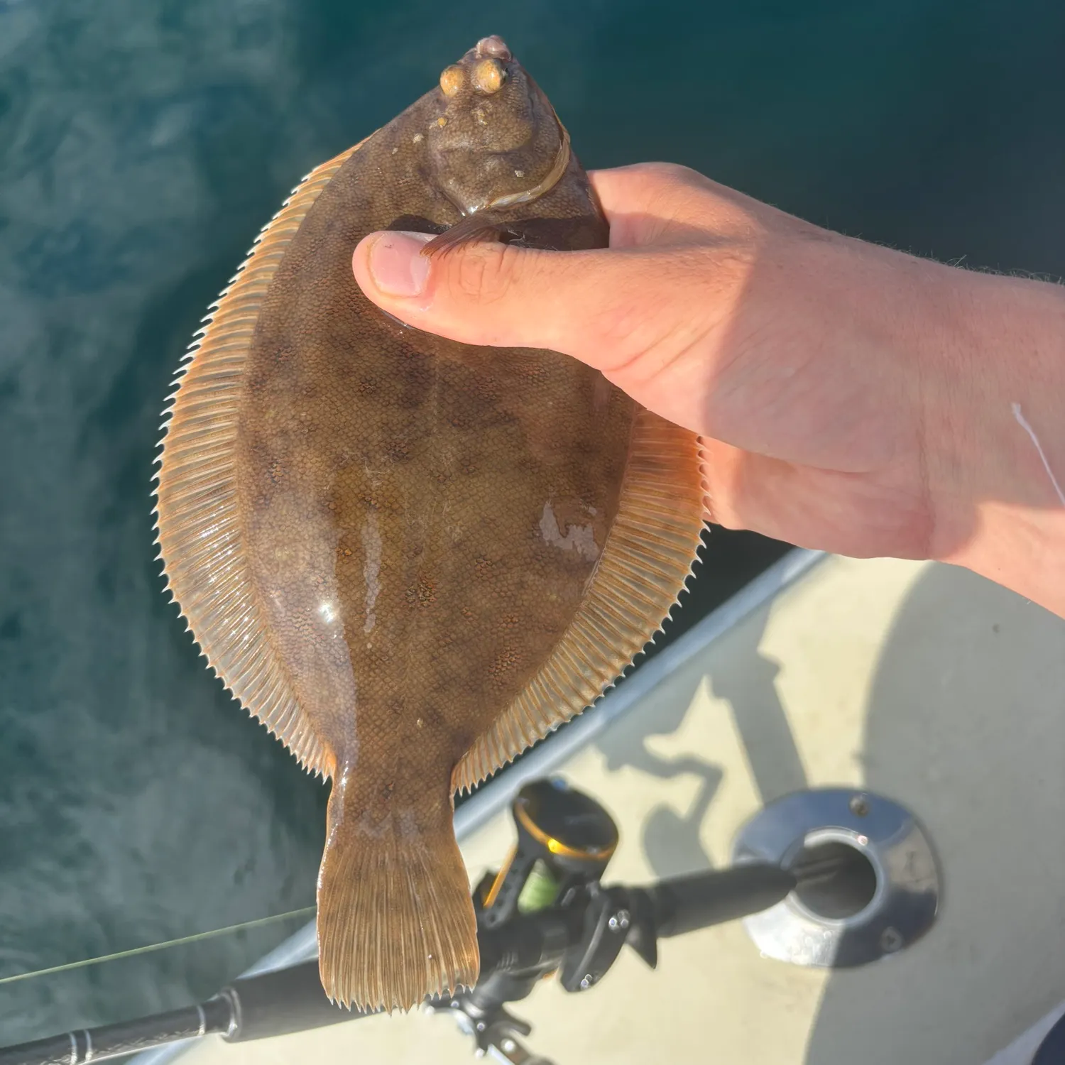 Summer flounder caught on Fishbrain