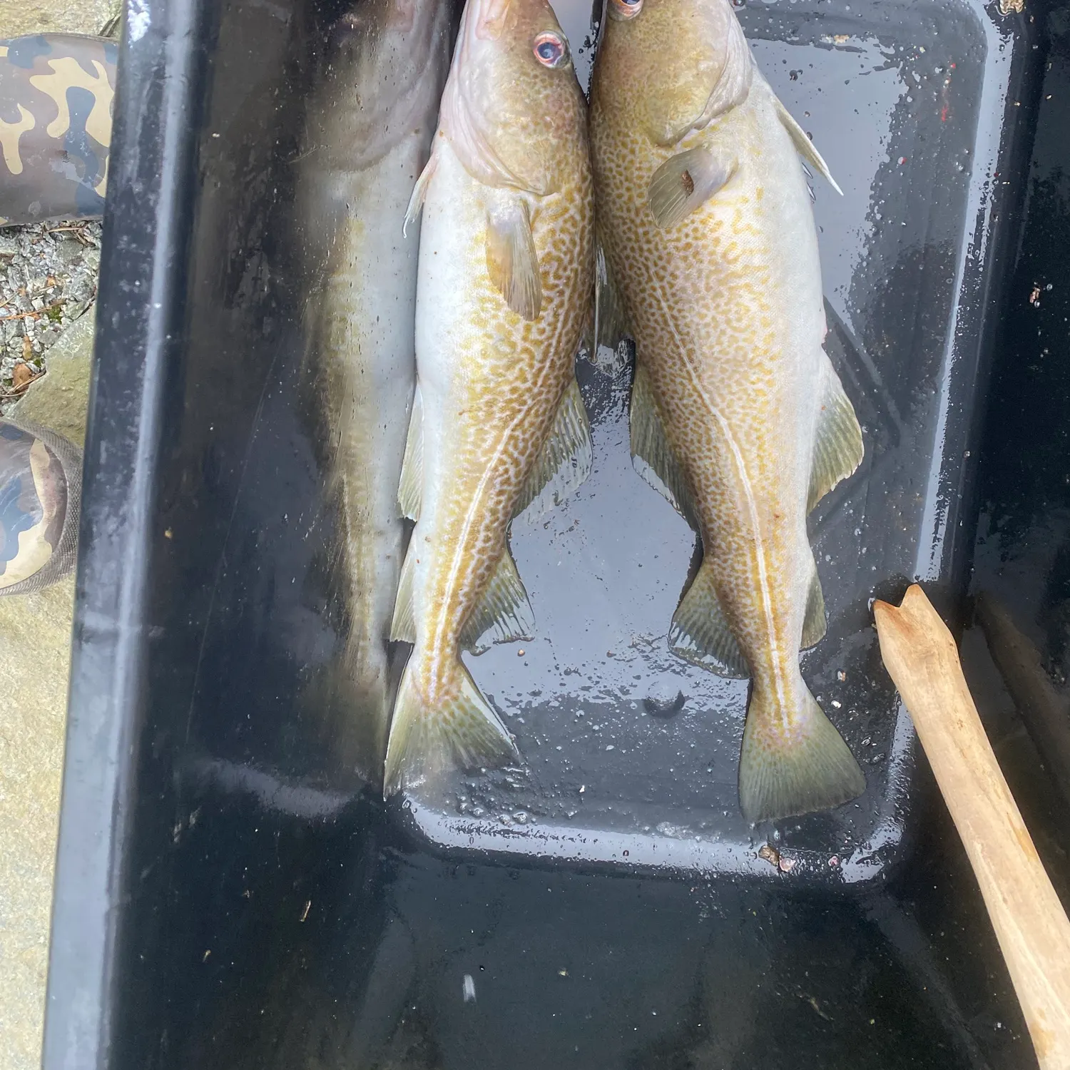 The most recent Atlantic cod catches on Fishbrain