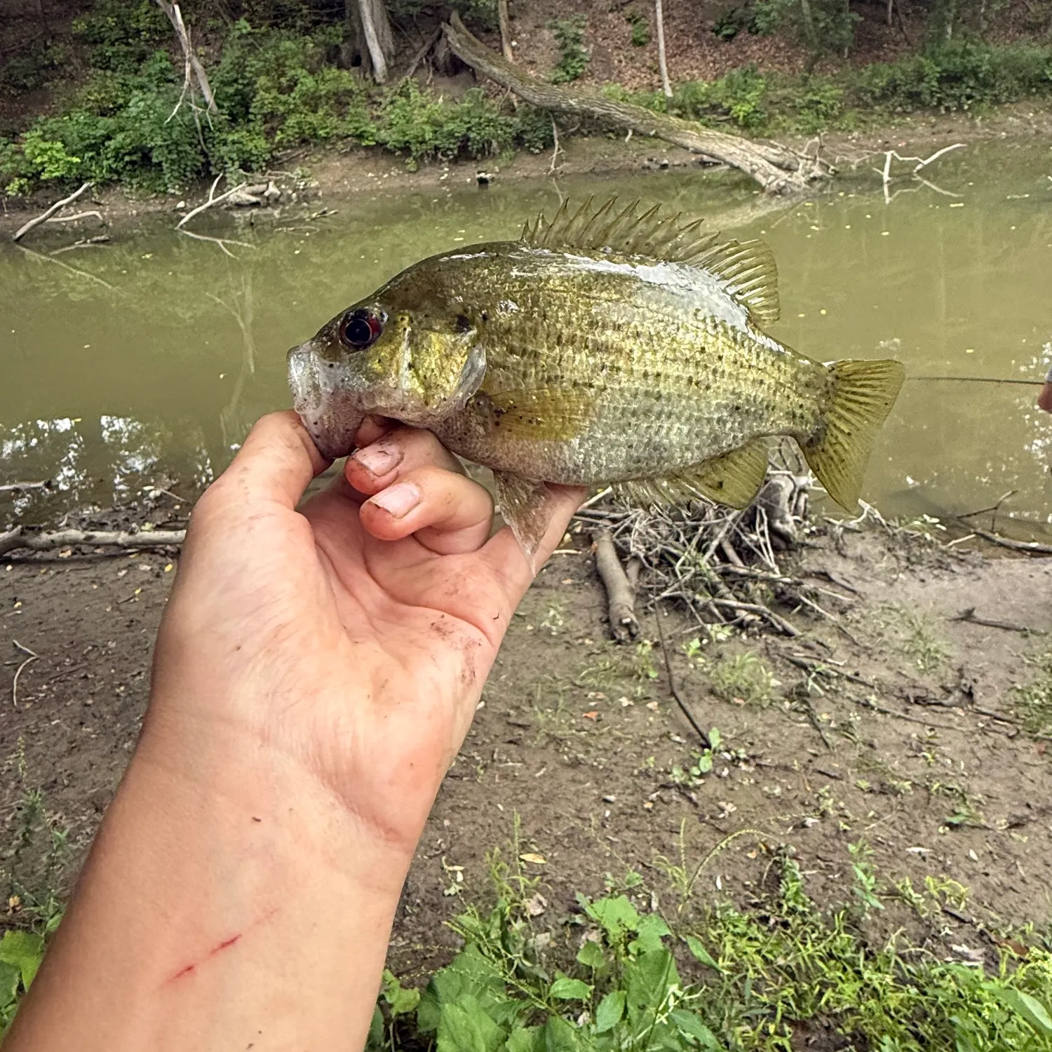 Rock bass caught on Fishbrain