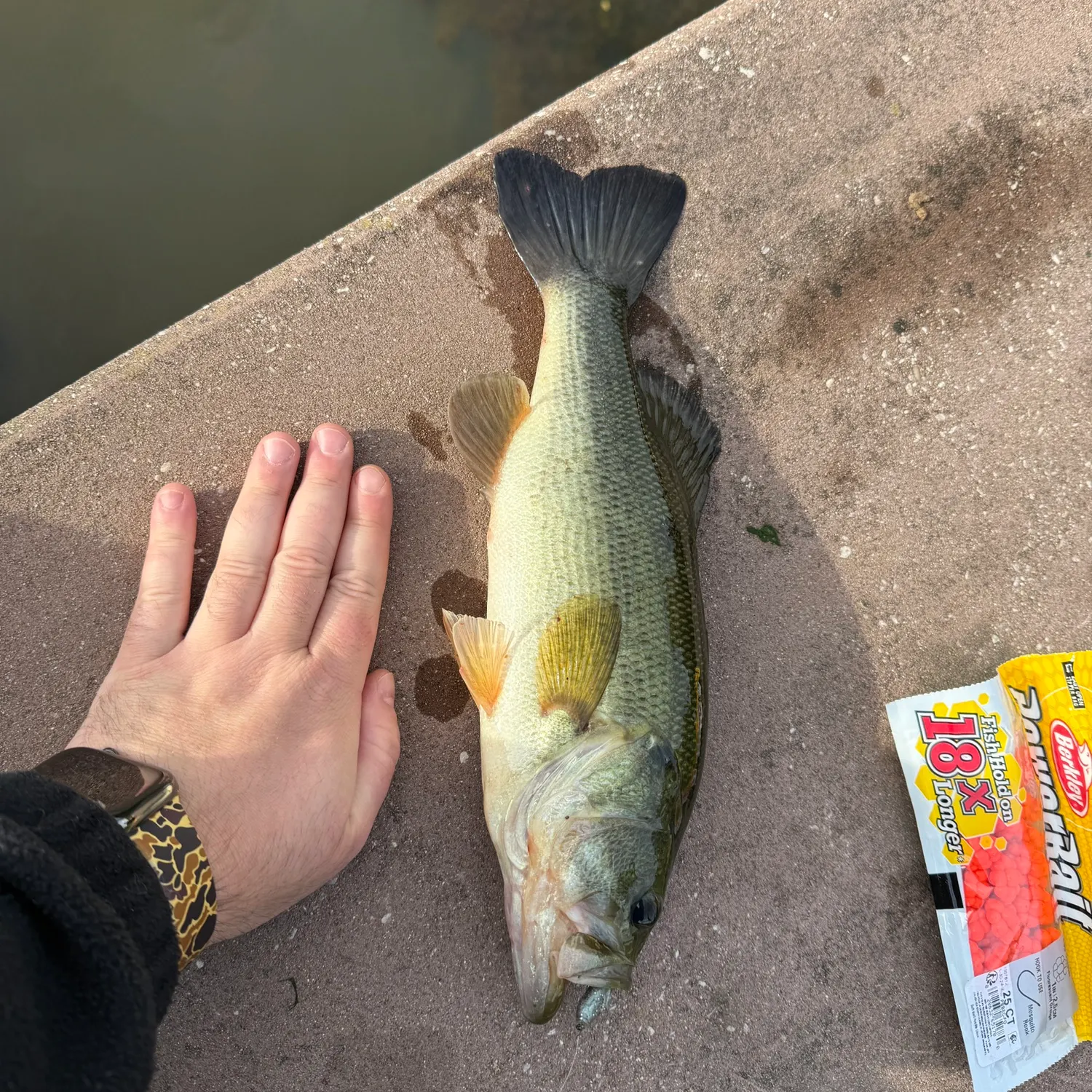 recently logged catches